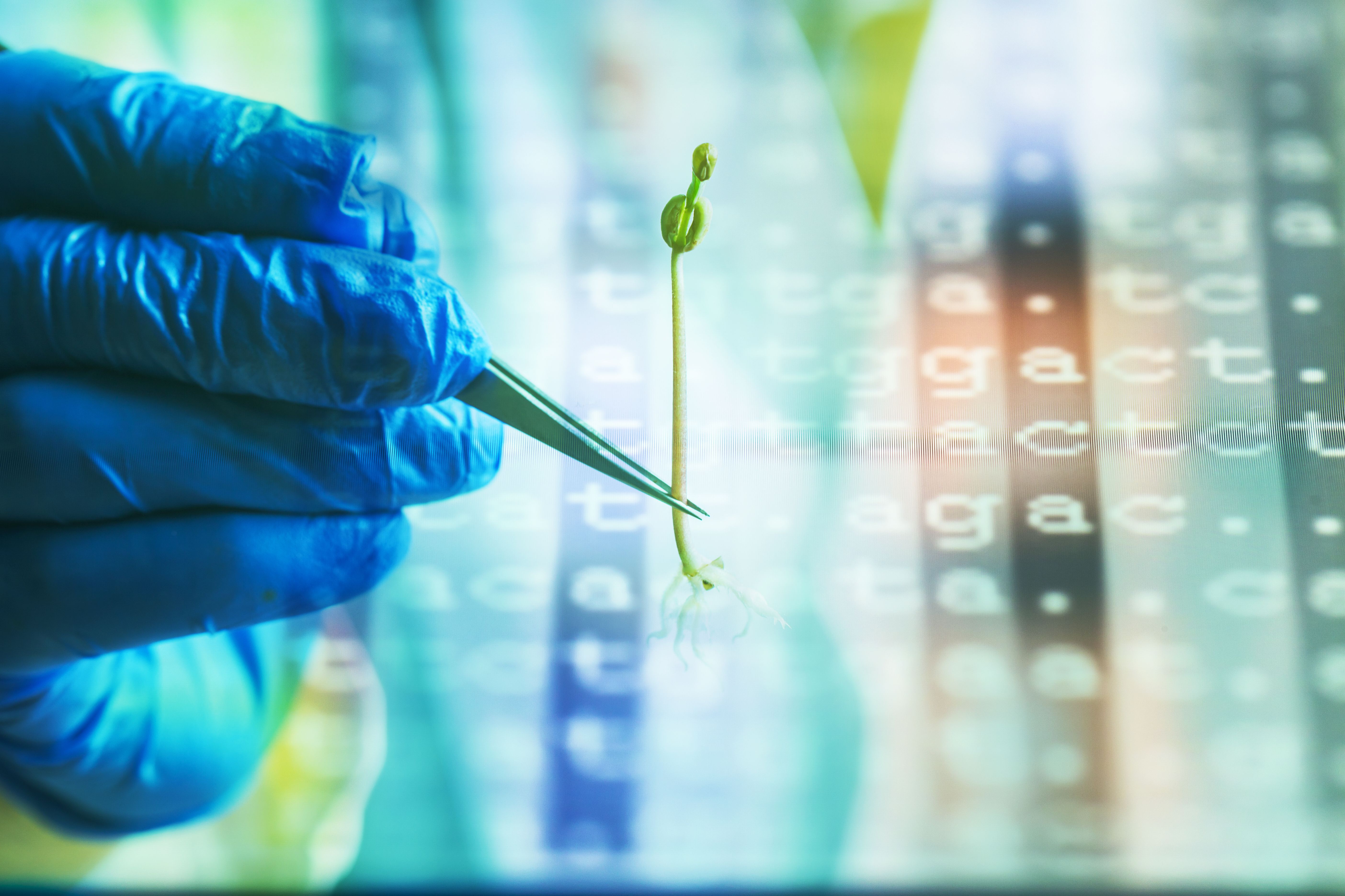 genetic engineering agriculture