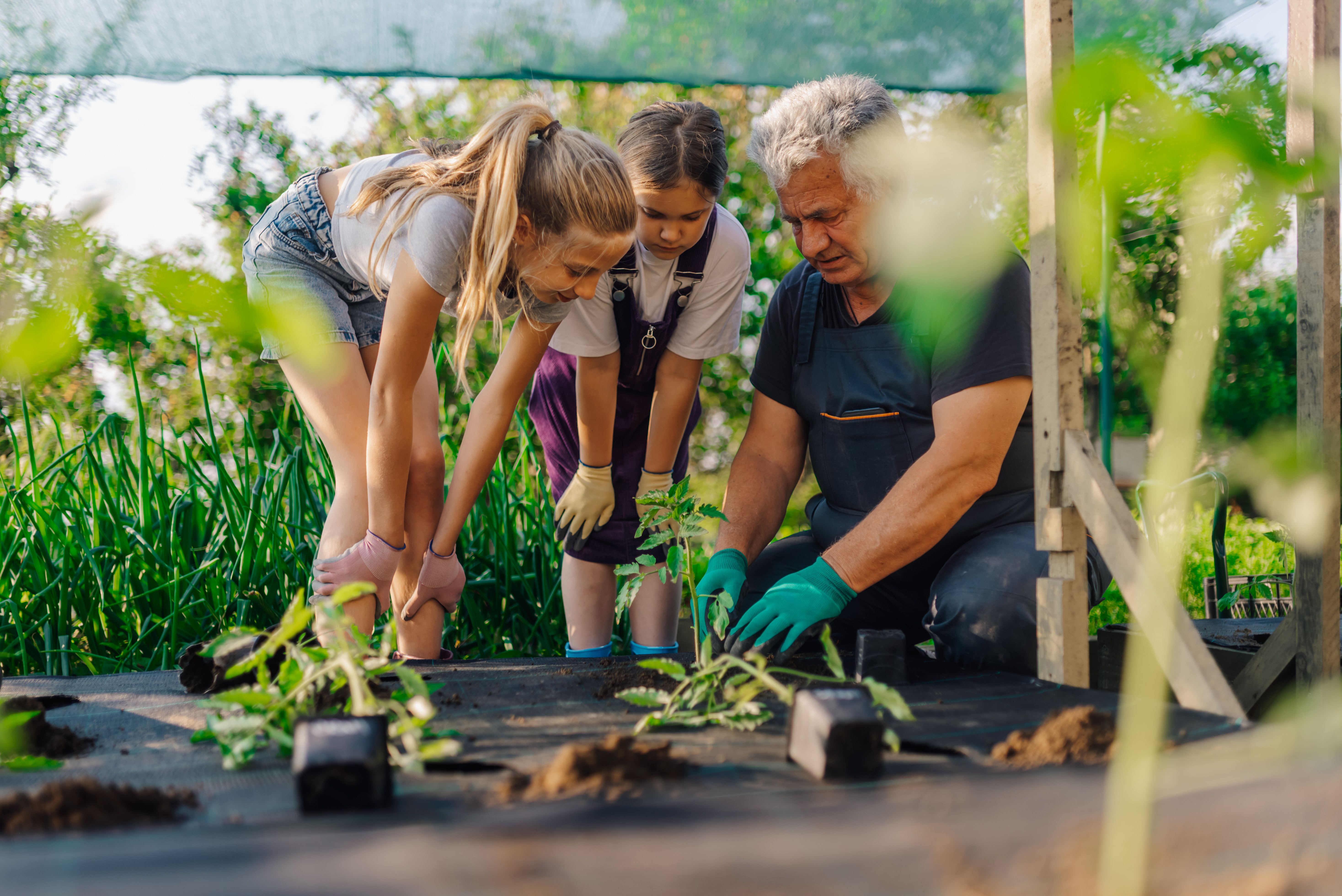 school garden