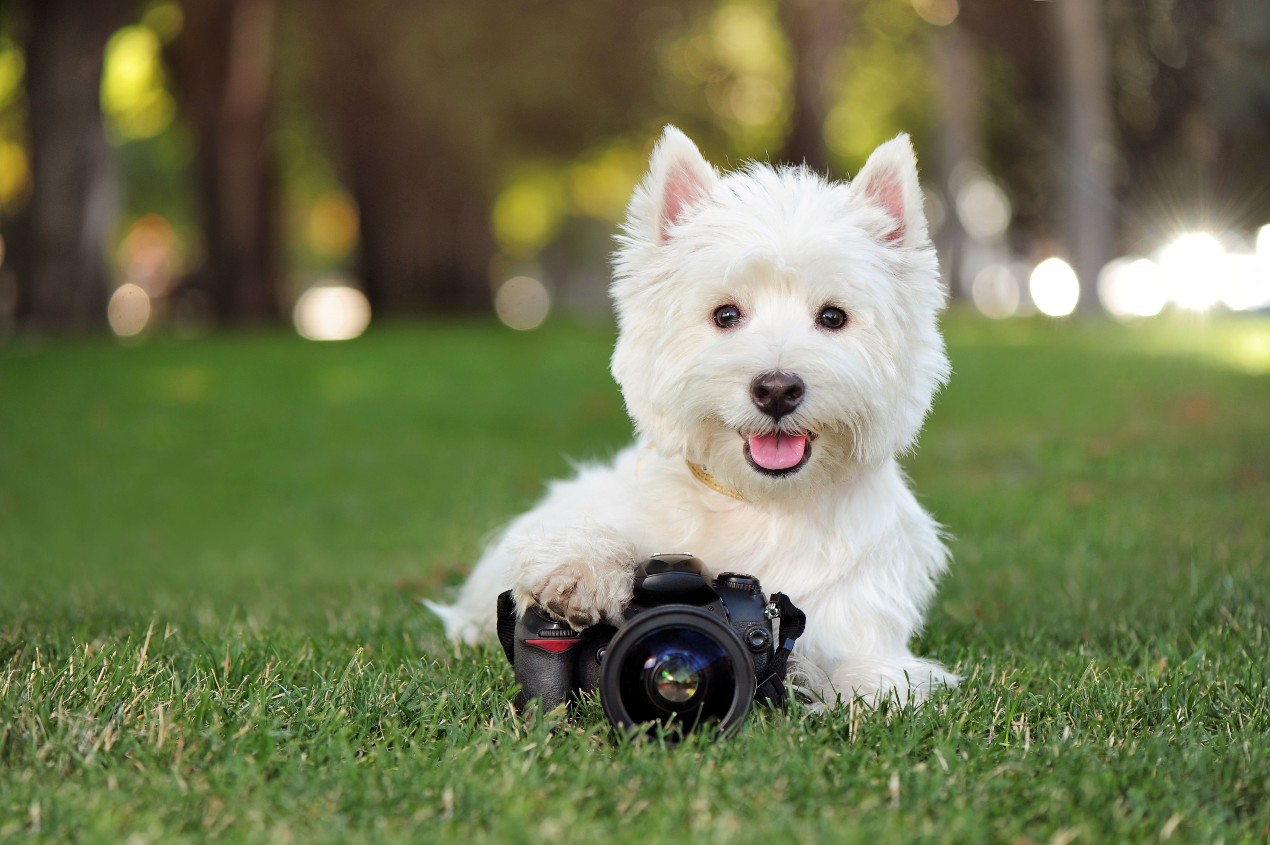 camera and dog