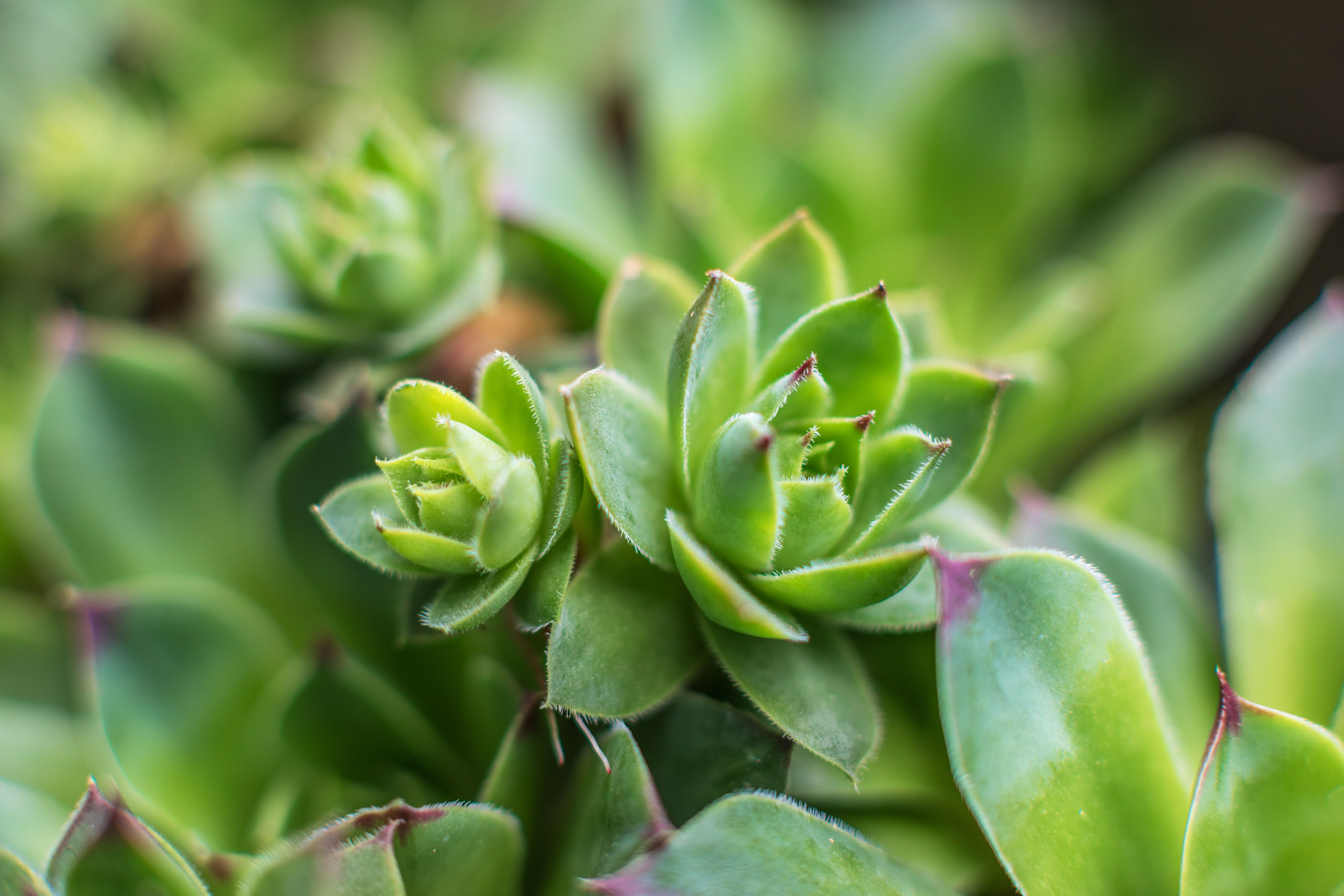 drought tolerant crops