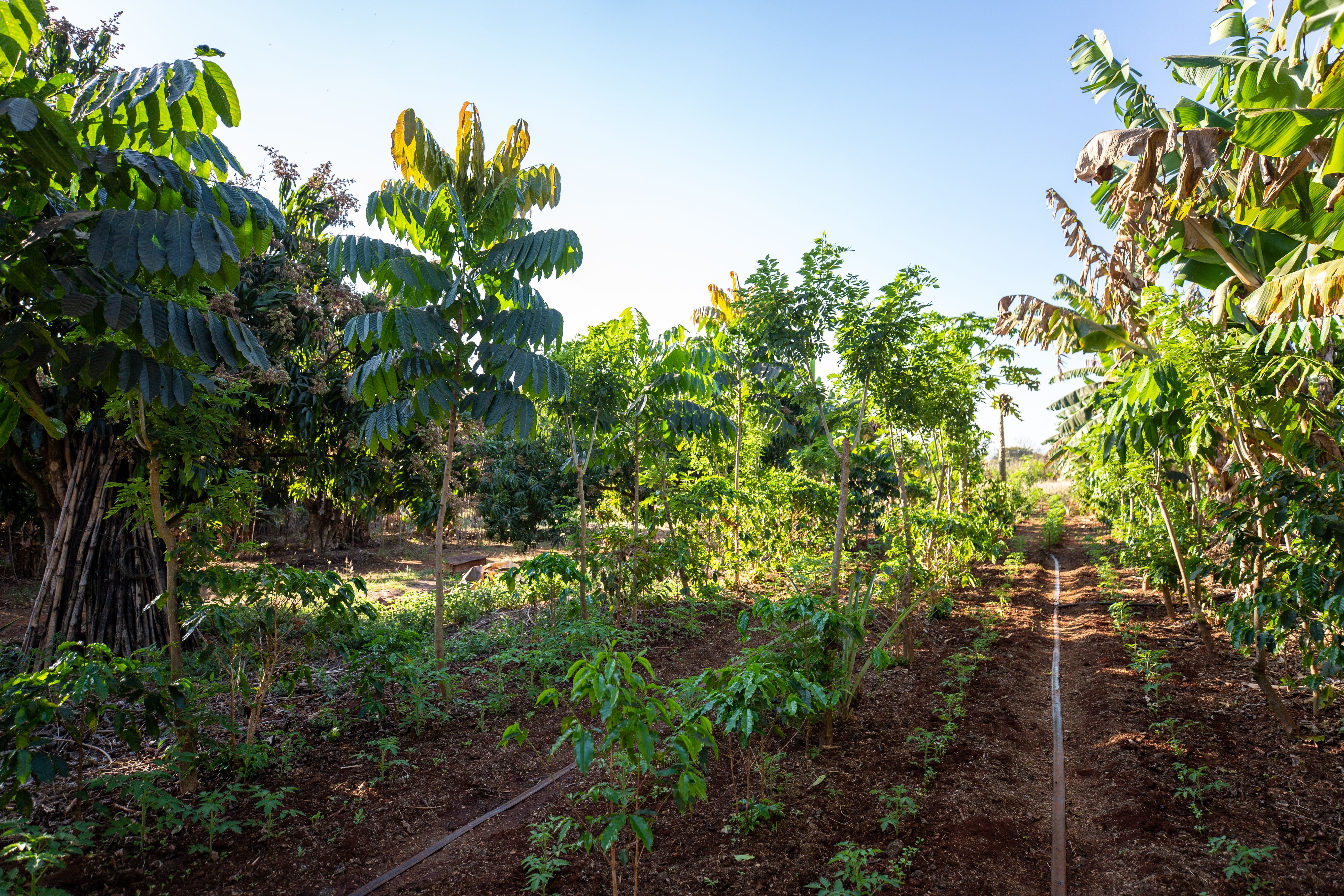 agroforestry