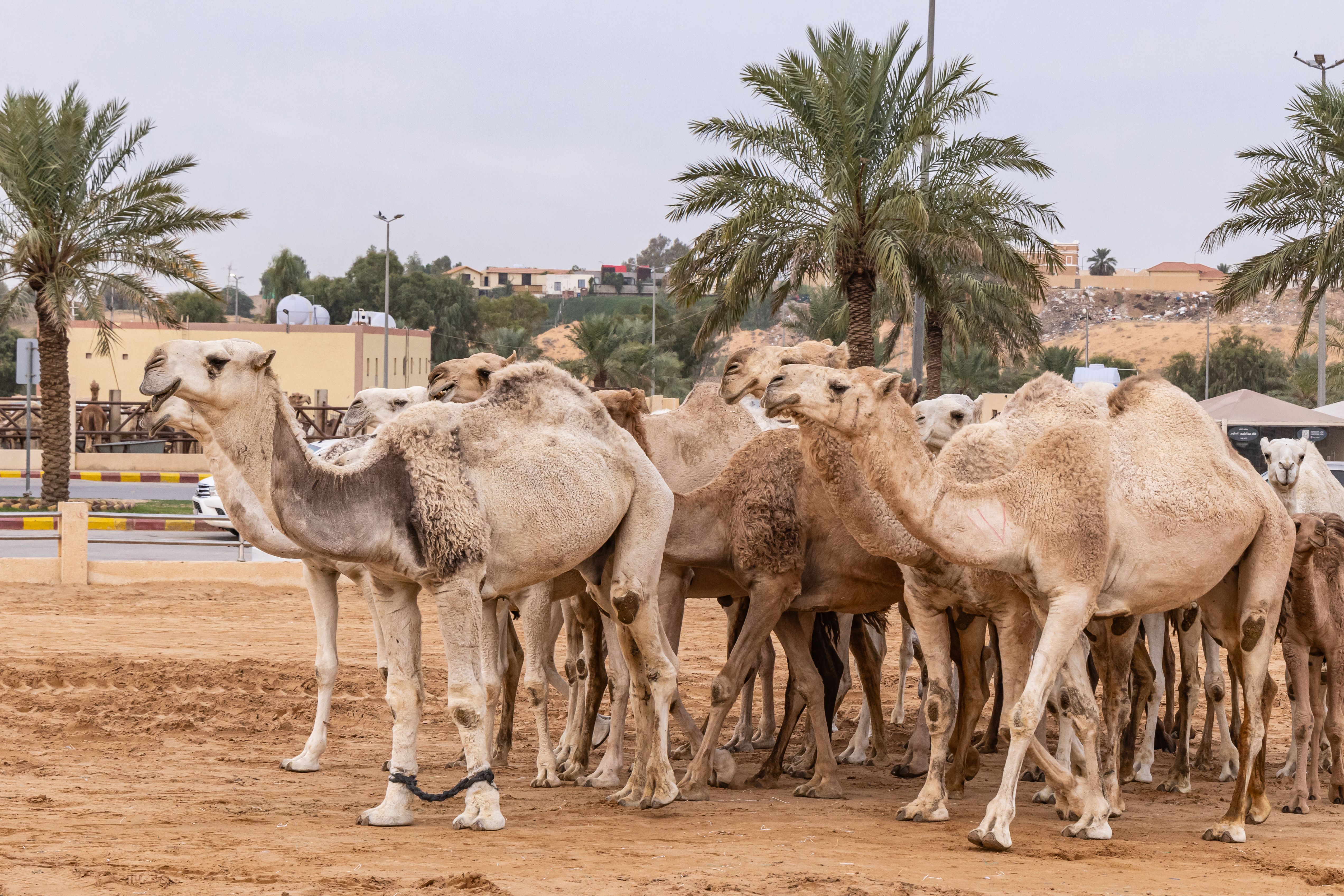 camel market
