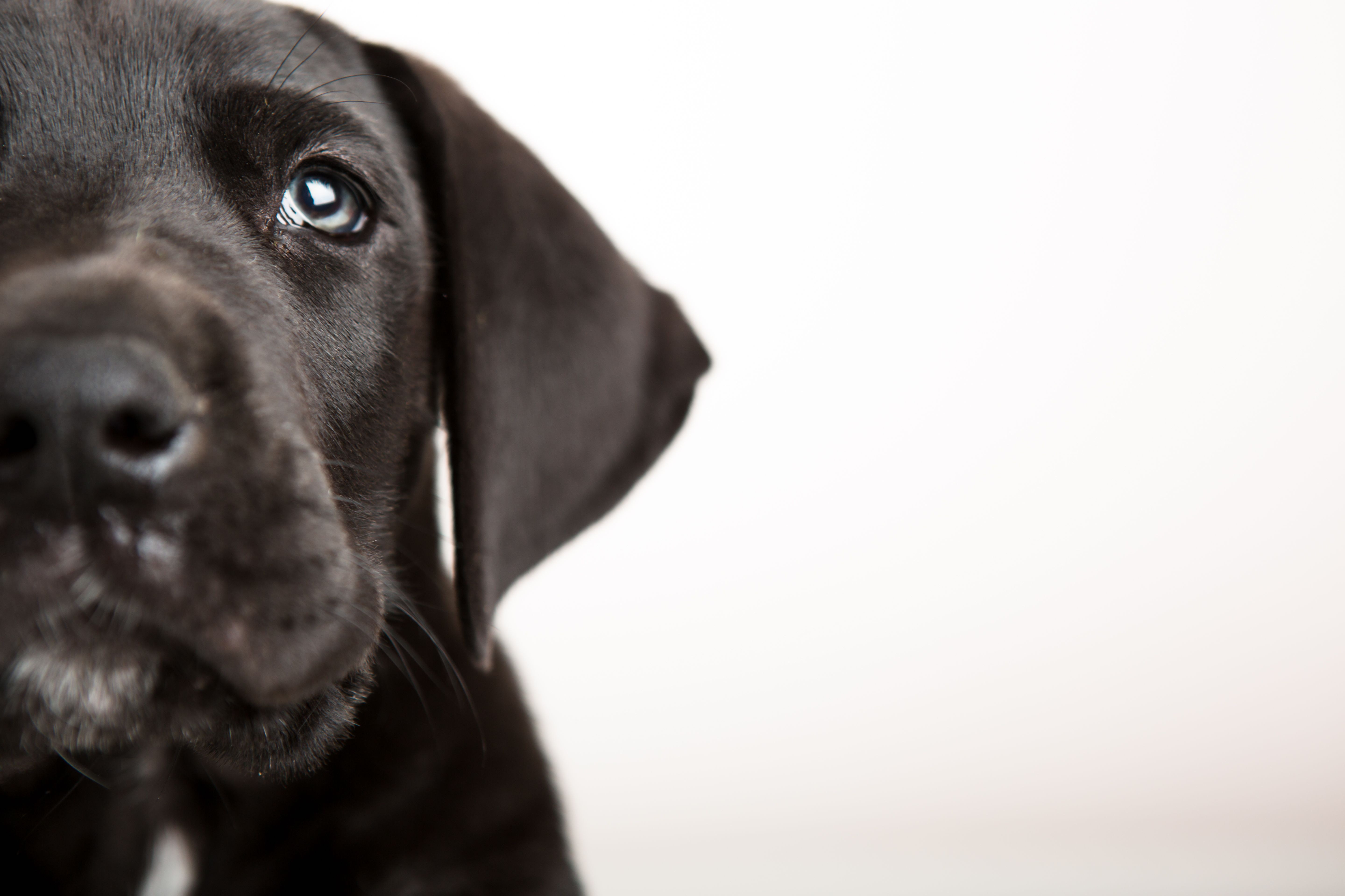 Black puppy face Black puppy face