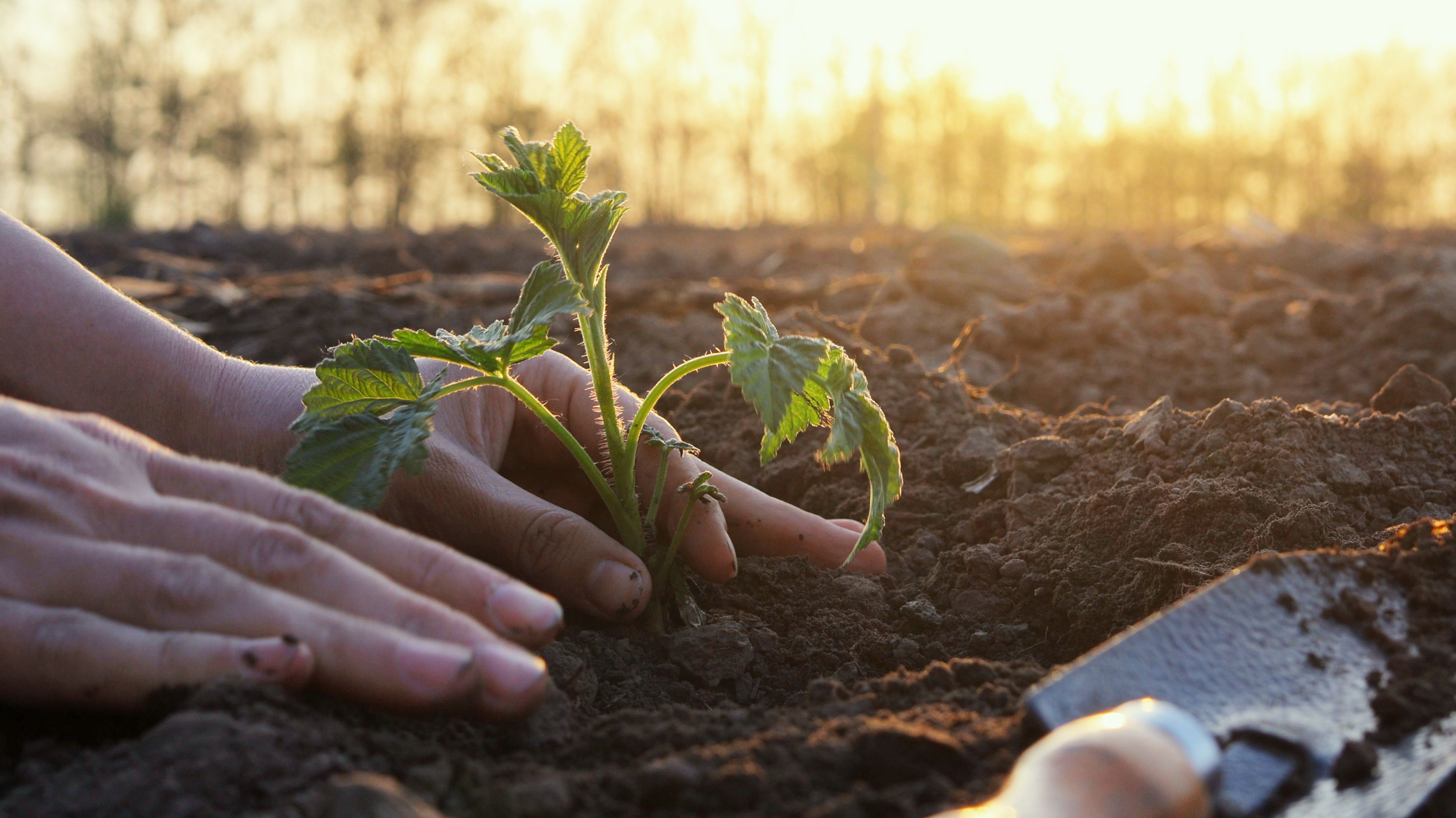 regenerative agriculture