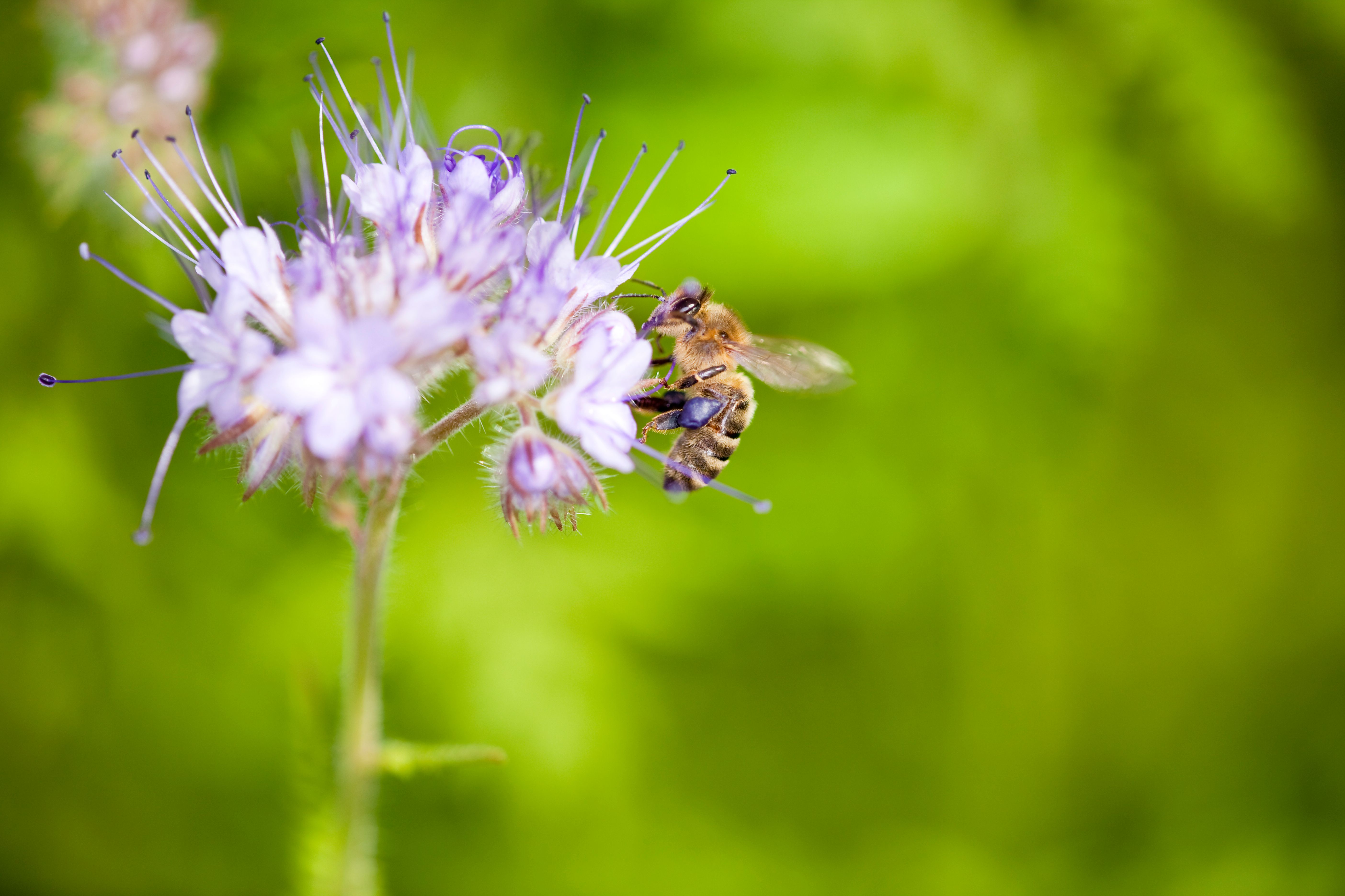 Honeybee on purple Phacelia Tanacetifolia flower