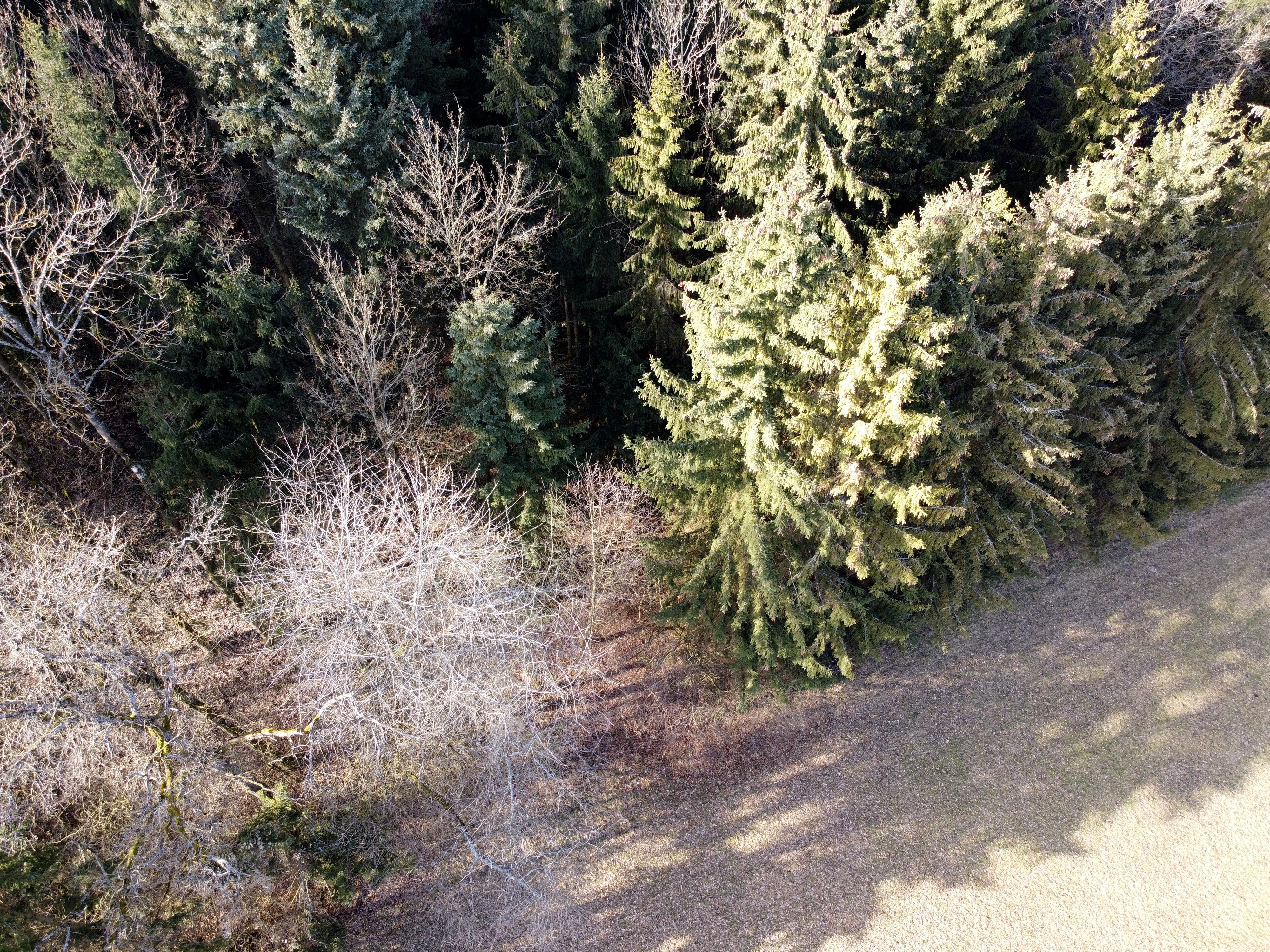 drohne natur