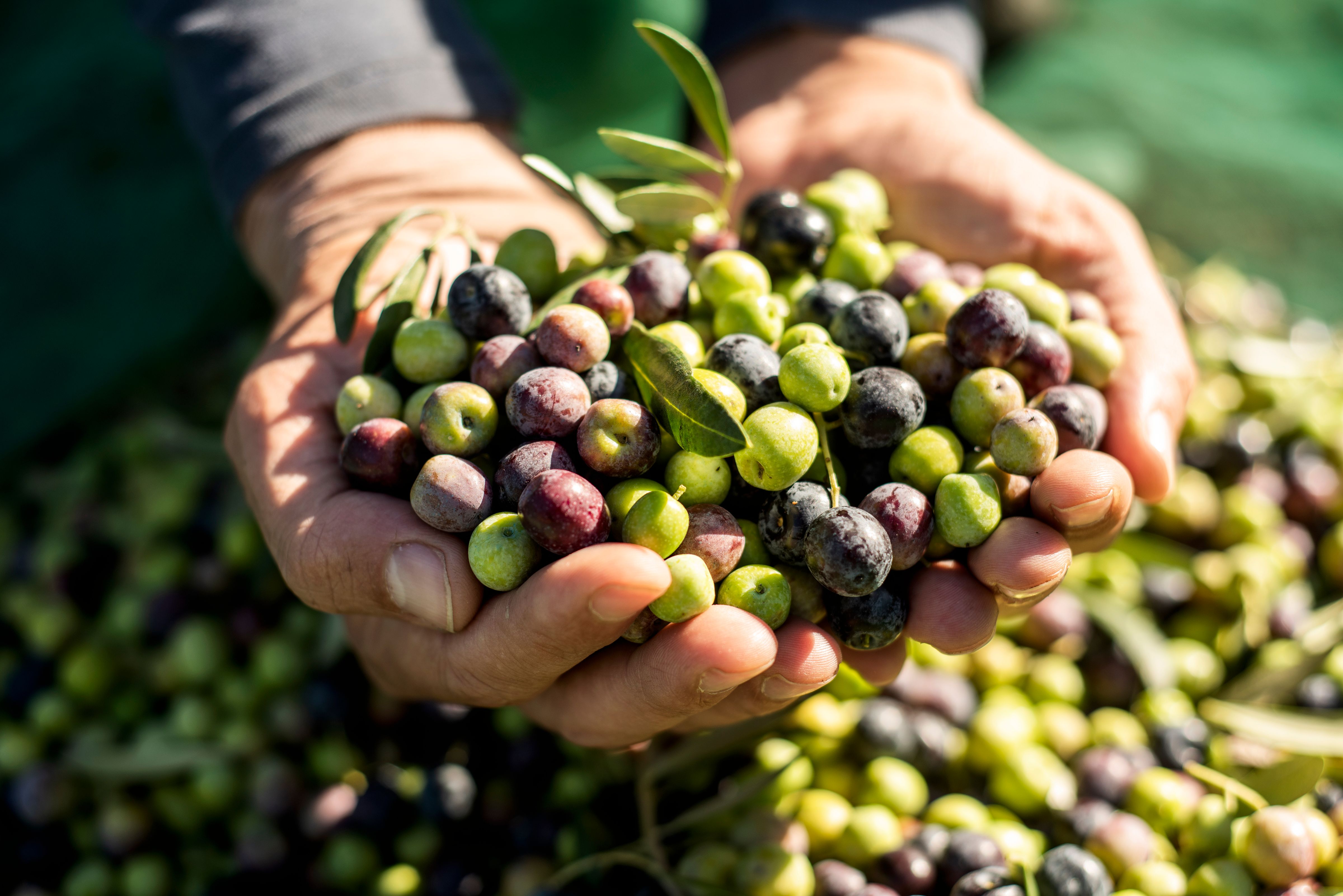 olive harvesting