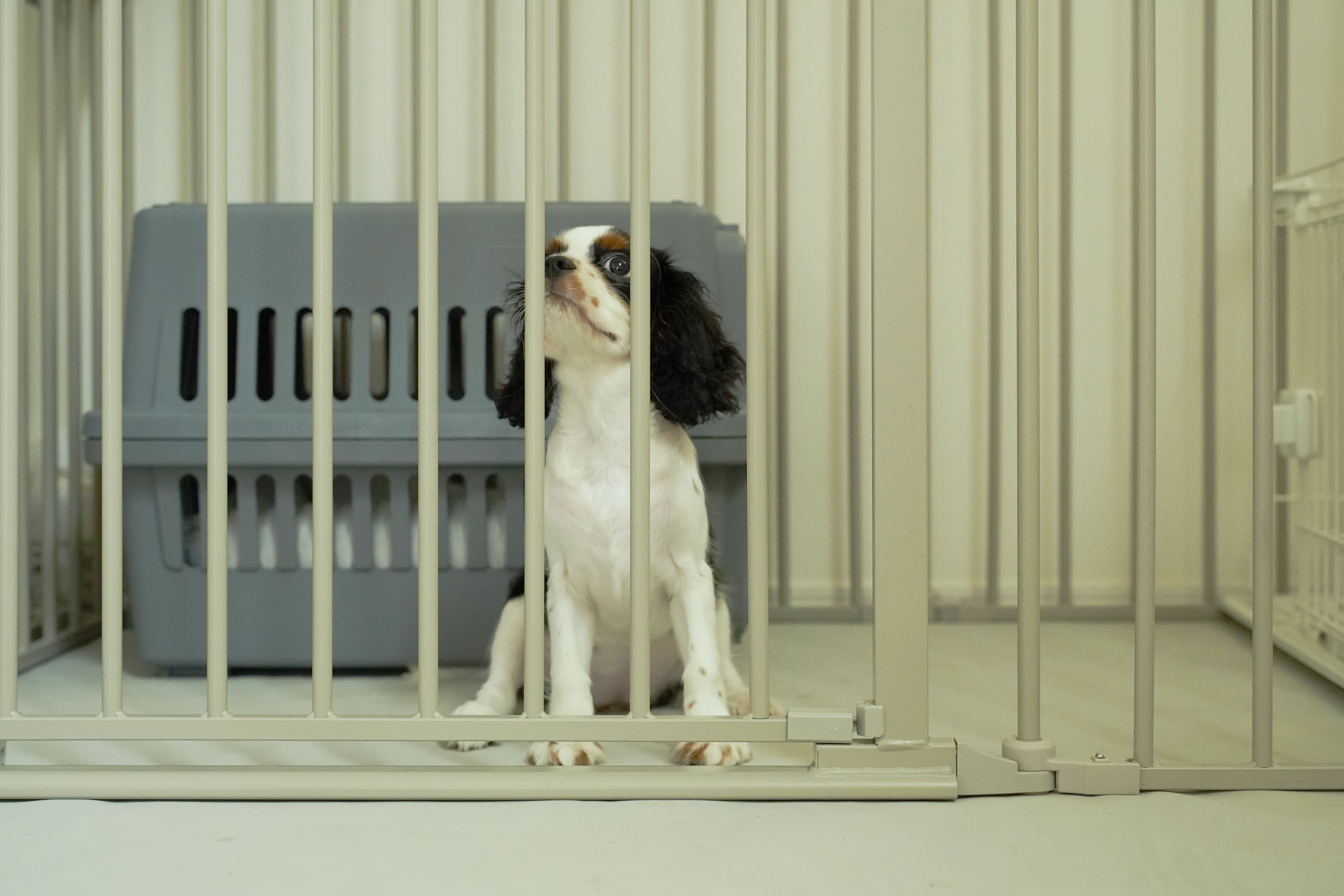 Dog in a cage Animal protection Dog in a cage Animal protection