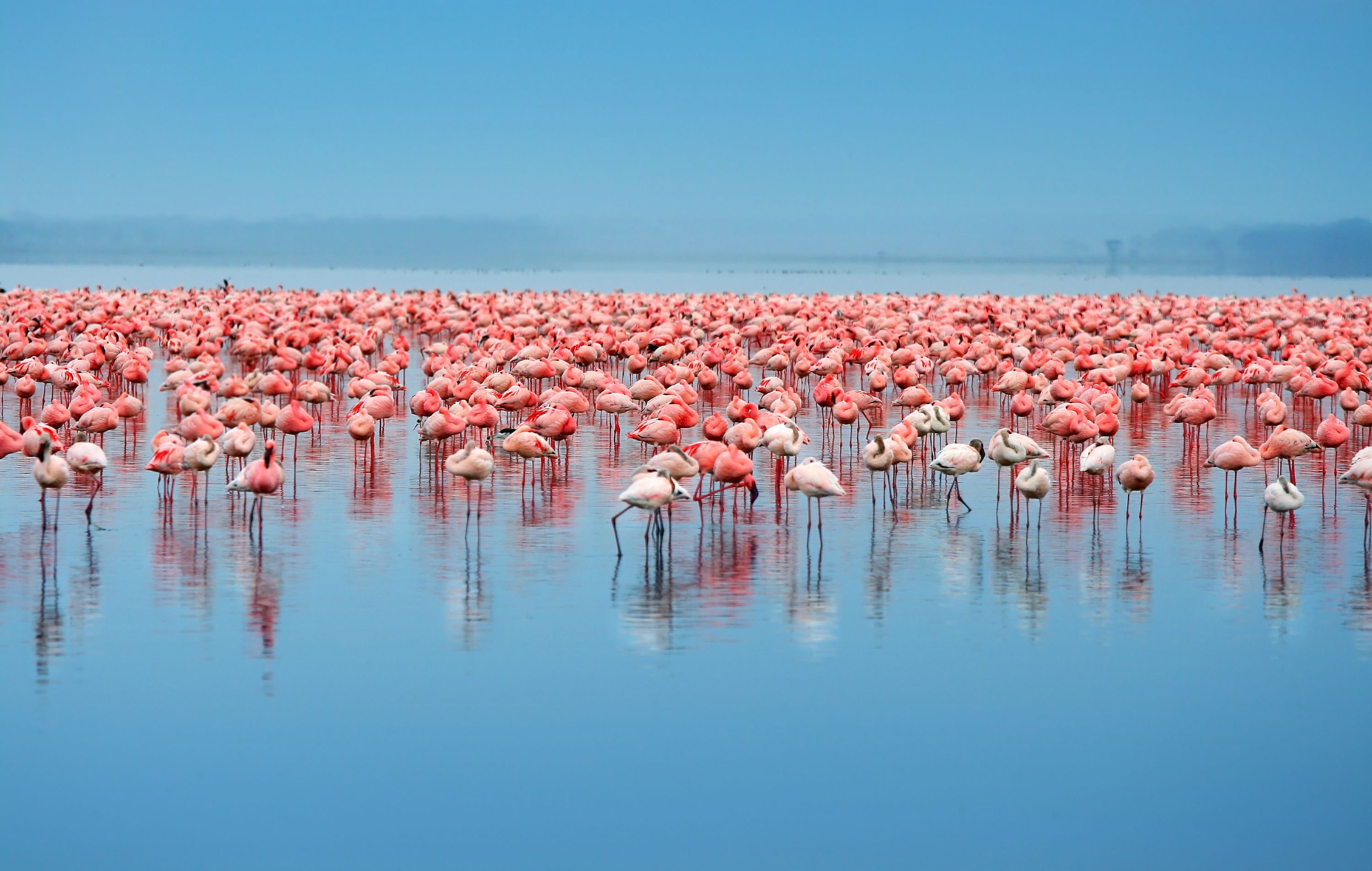 flamingos lake