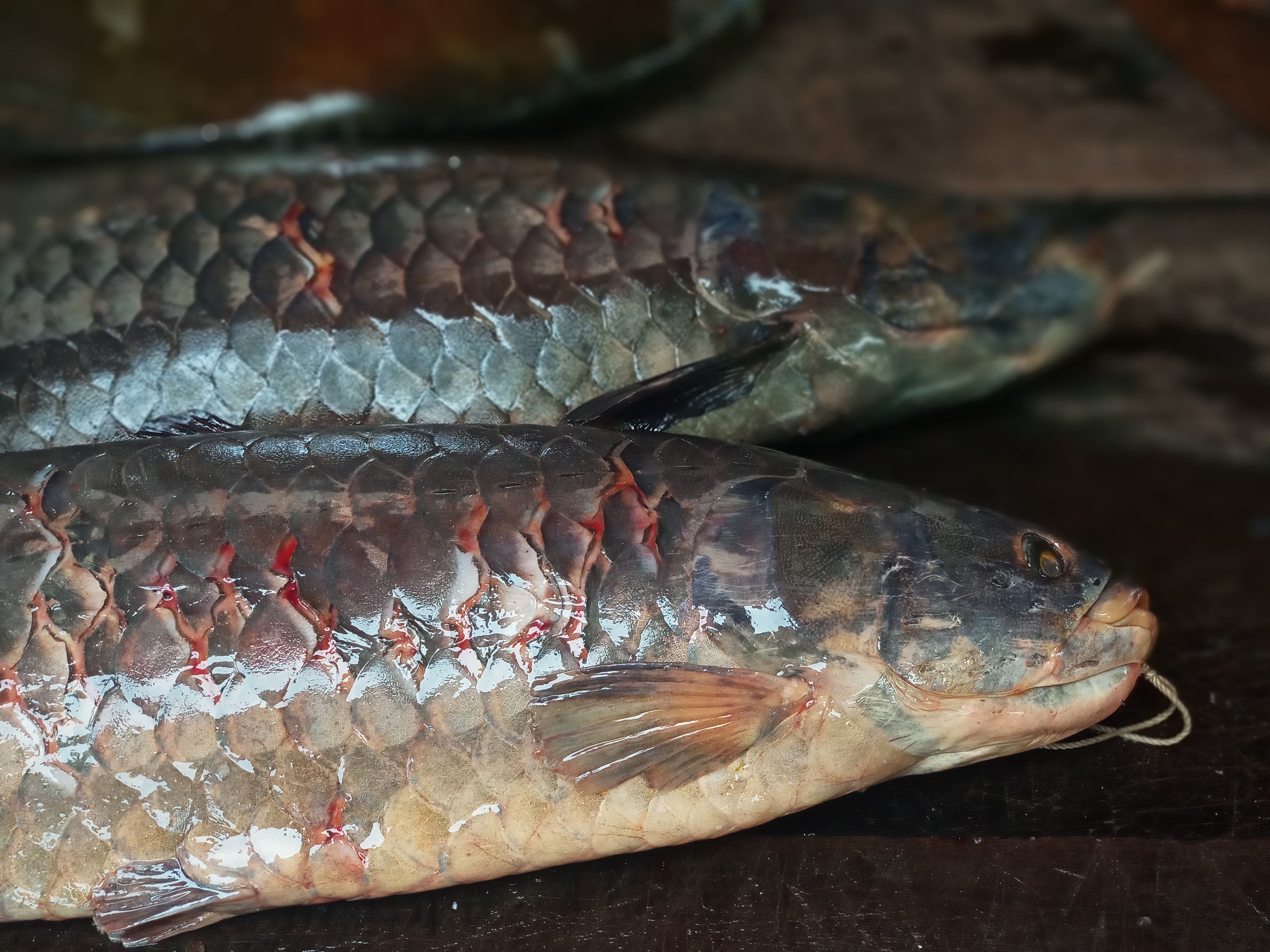 fisheries nigeria