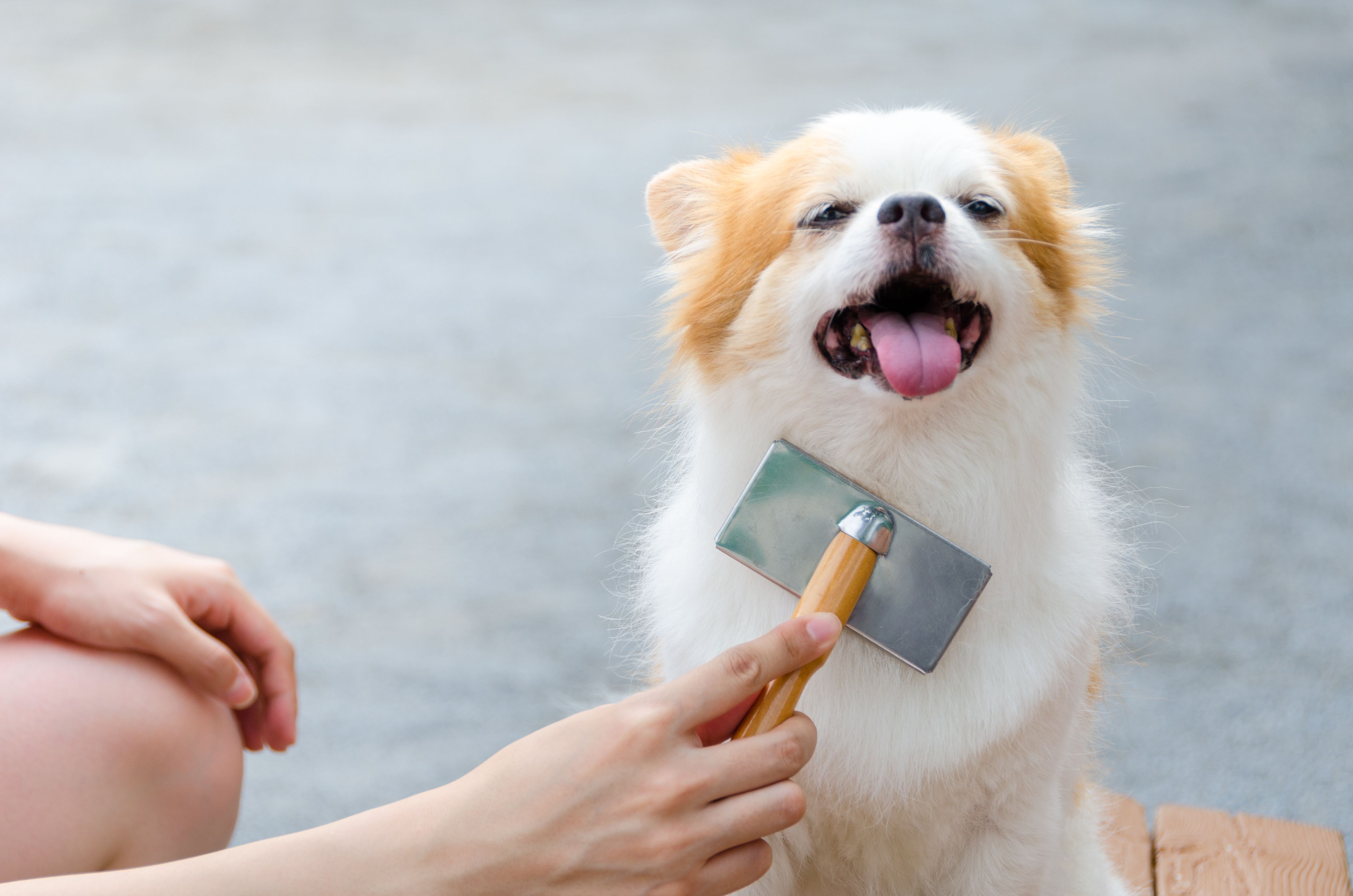 brushing dog