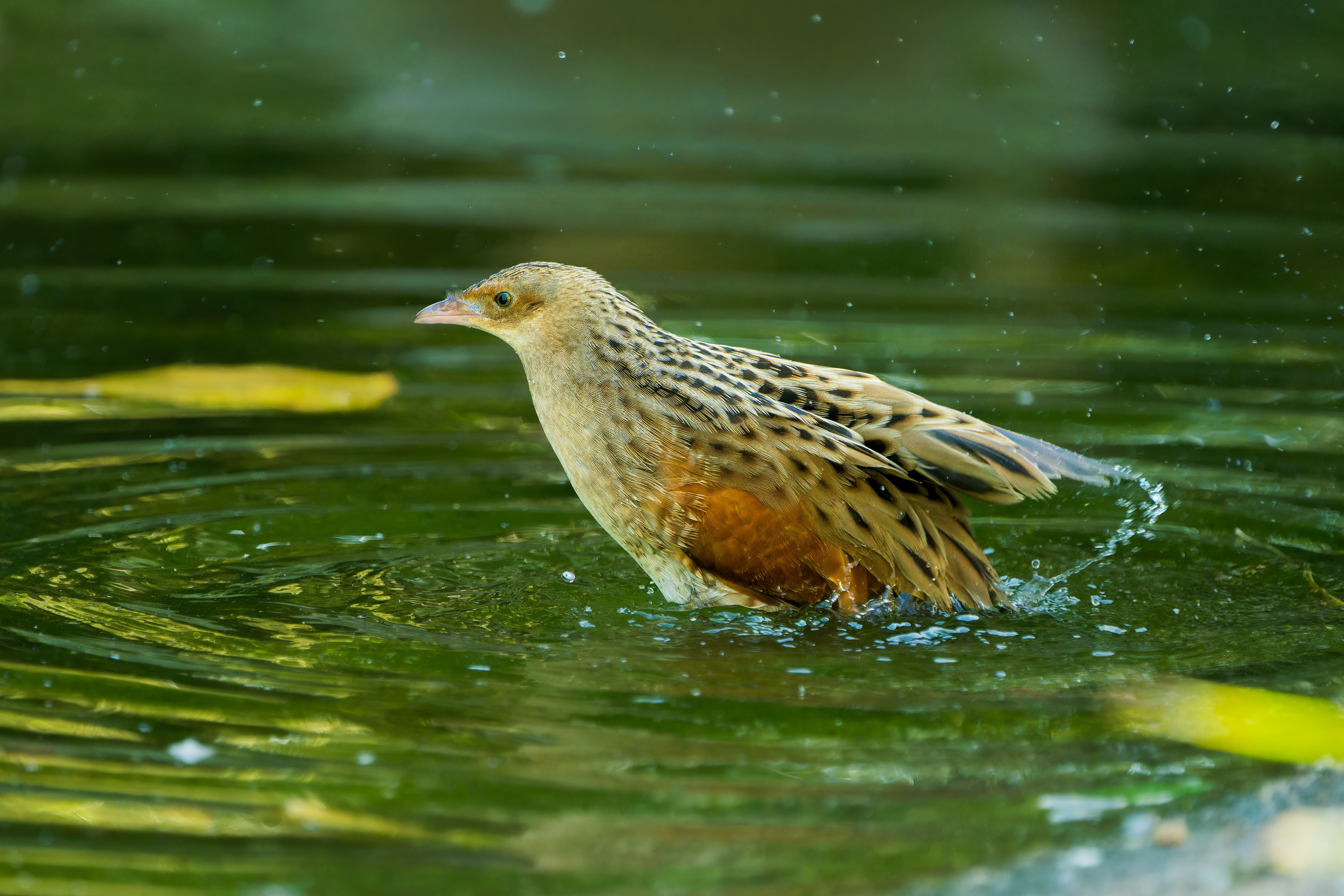Graceful Wader: Corncrake in Shallow Water