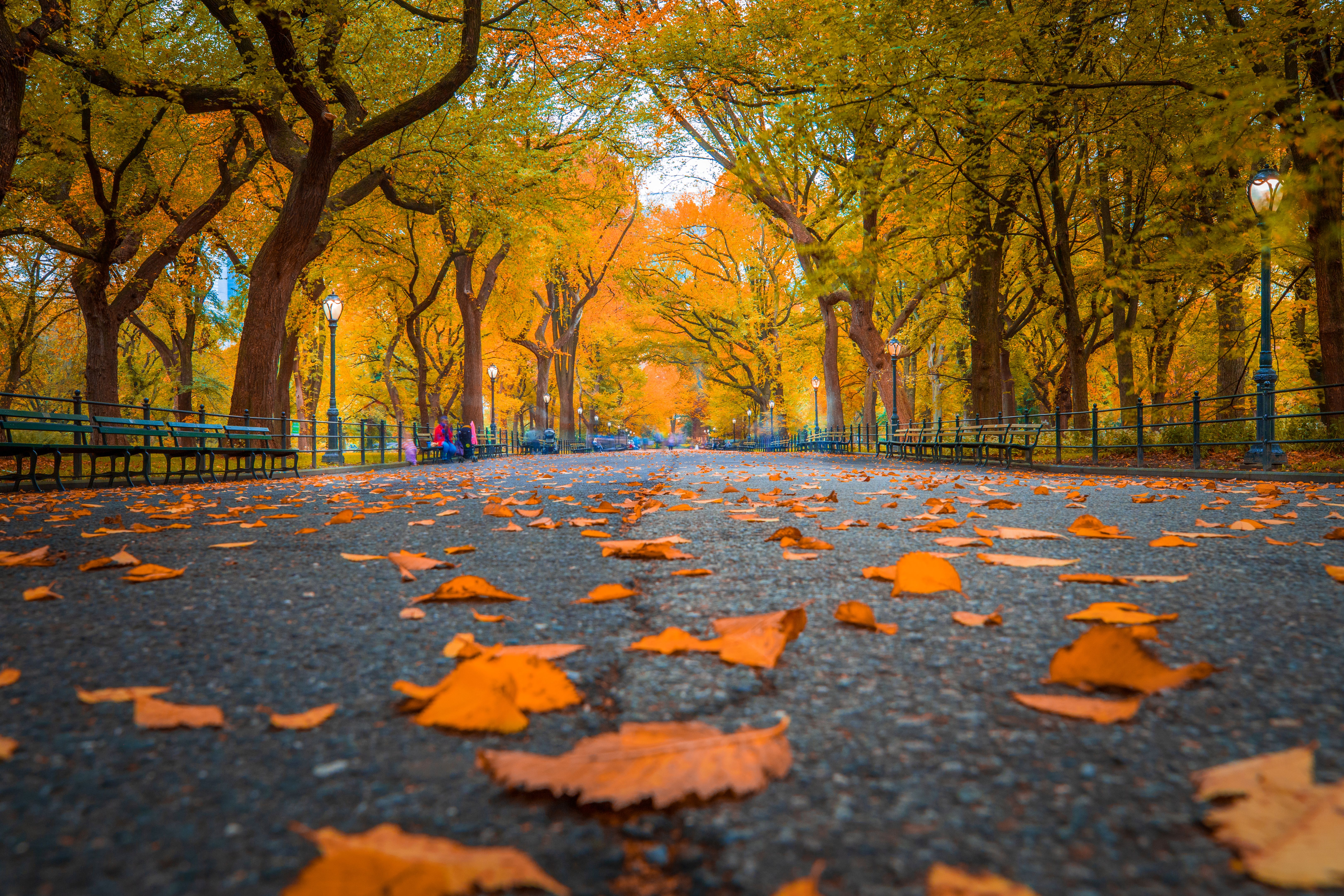 fall foliage new york