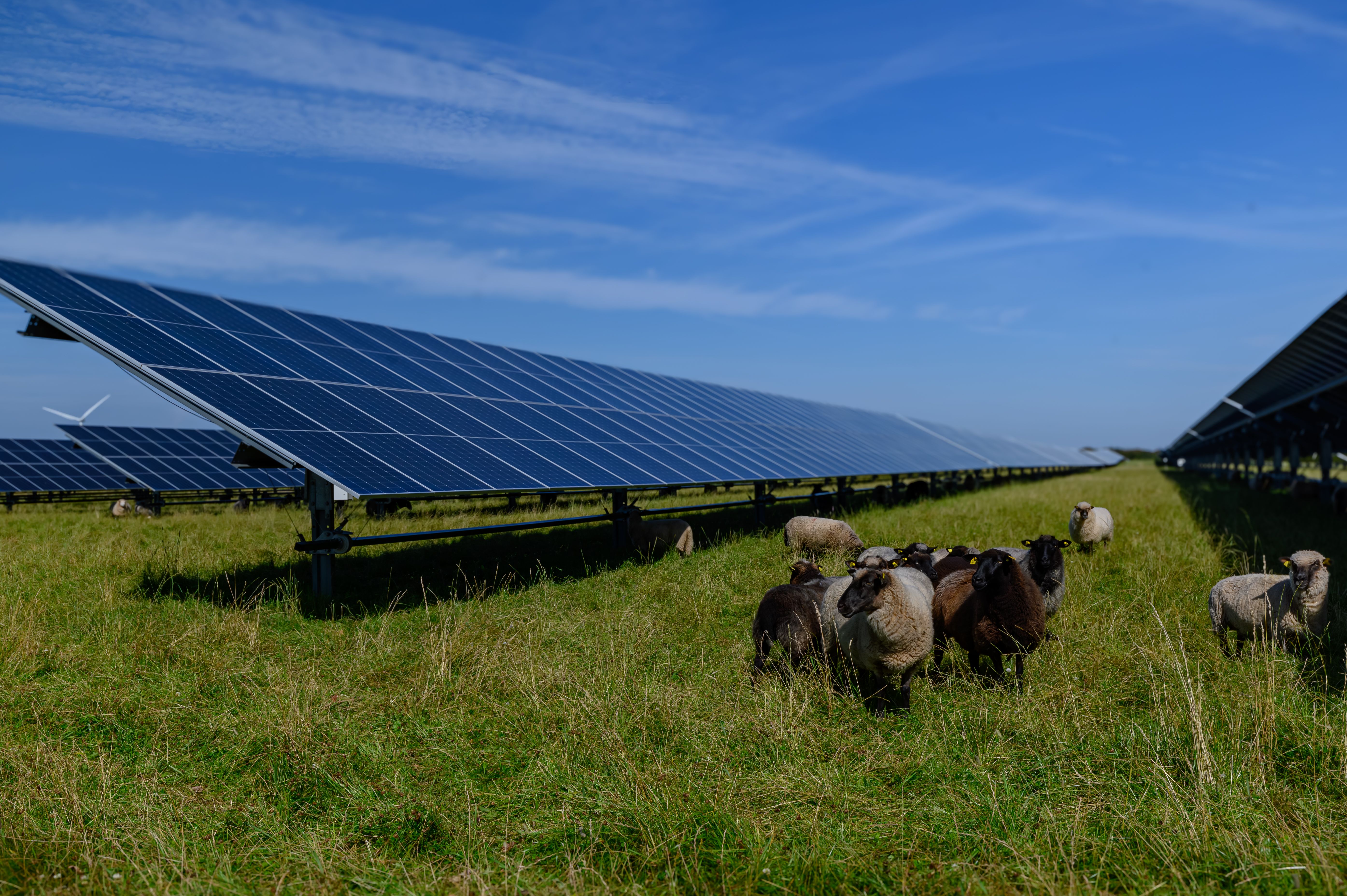 Sheeps standing next to a field of solar panels an windmill in the distance. Agrivoltaics concept that involves the shared use of land for solar parks and sheep grazing. Sheeps standing next to a field of solar panels an windmill in the distance. Agrivoltaics concept that involves the shared use of land for solar parks and sheep grazing.