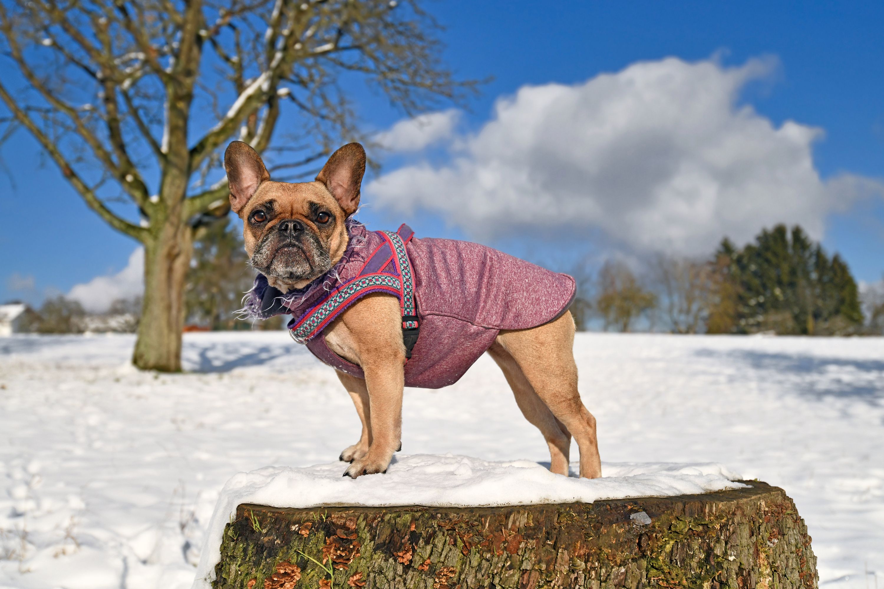 dog winter coat