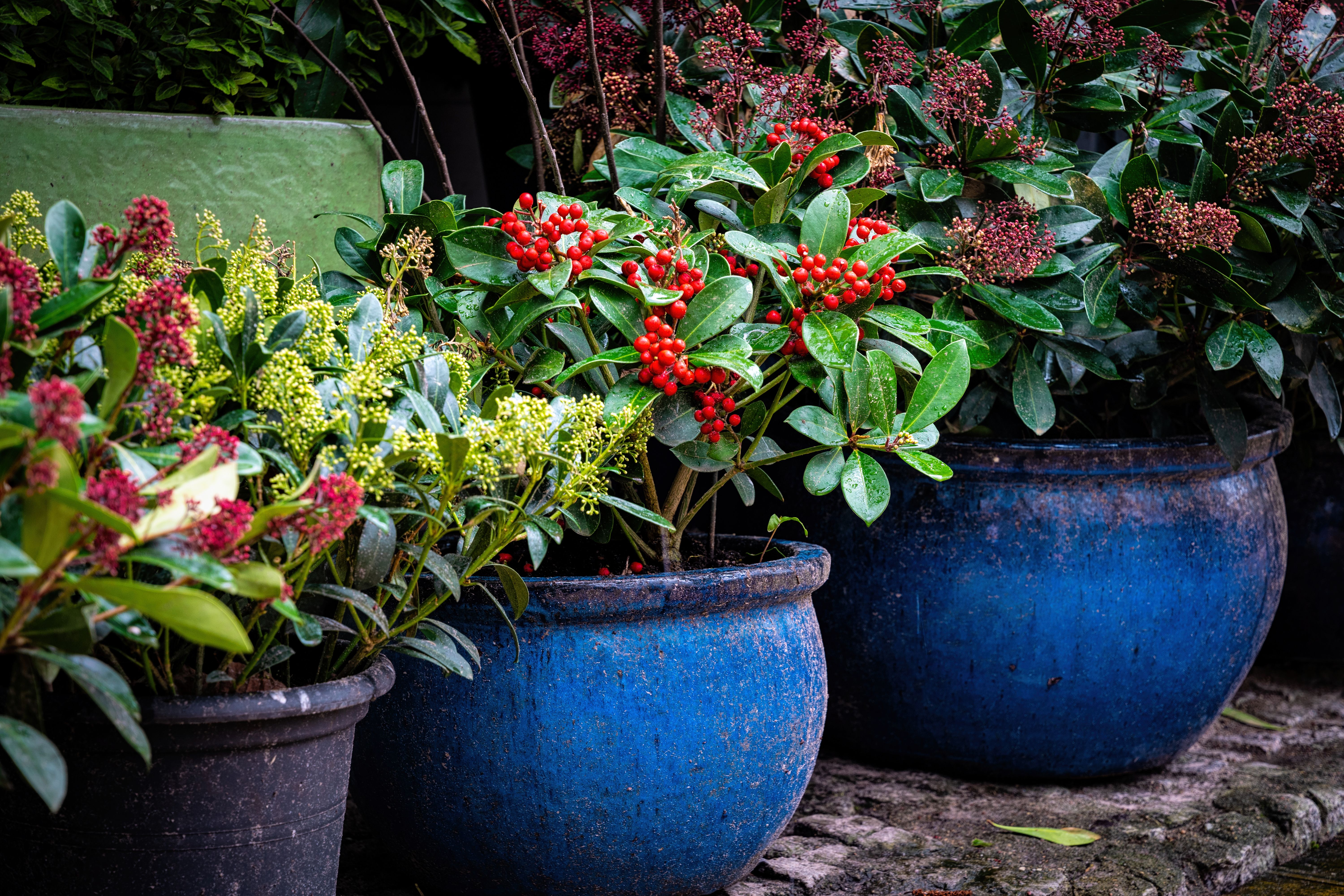 potted plants winter
