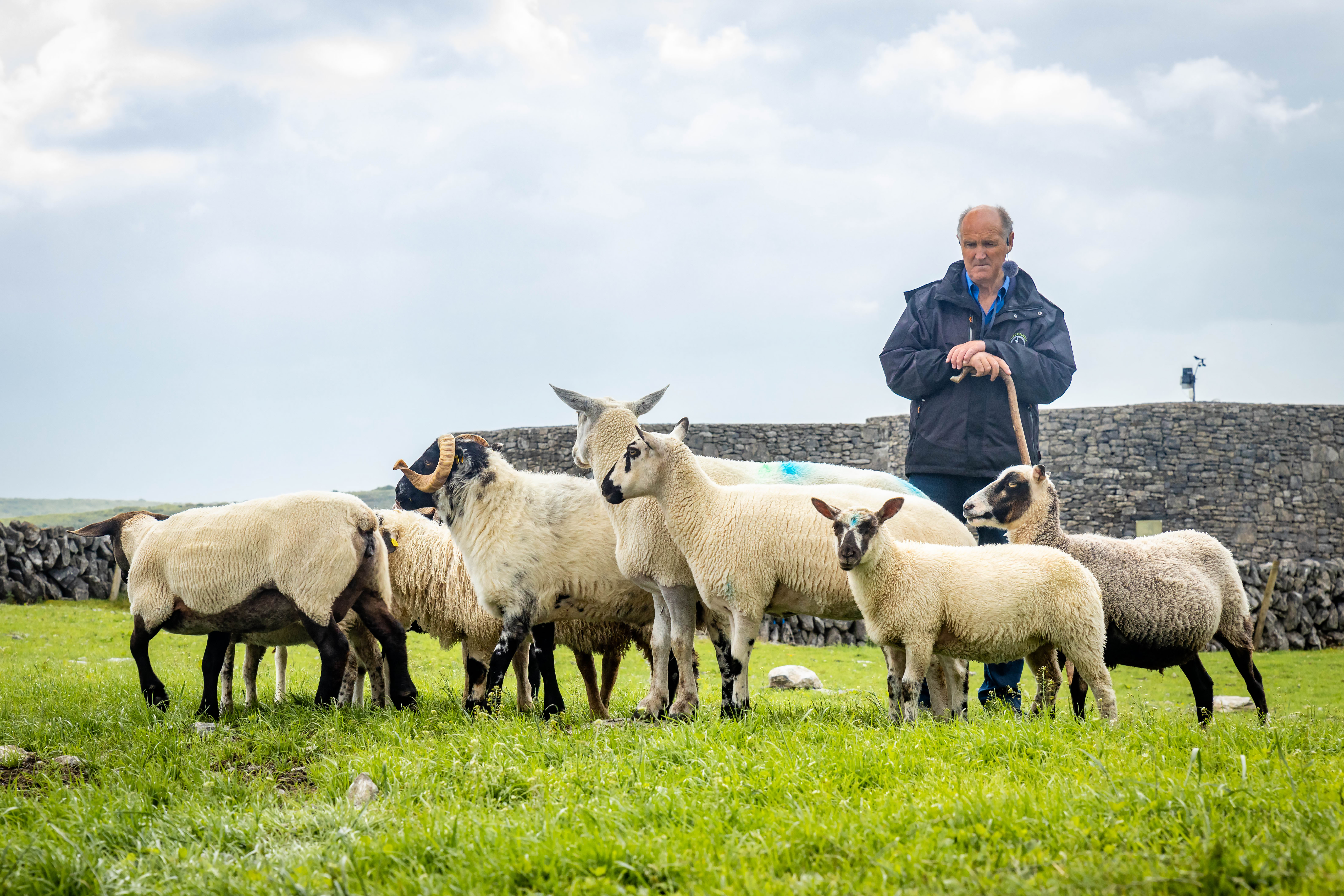 Sheep herd guided by shepherd trained dog outdoors Sheep herd guided by shepherd trained dog outdoors
