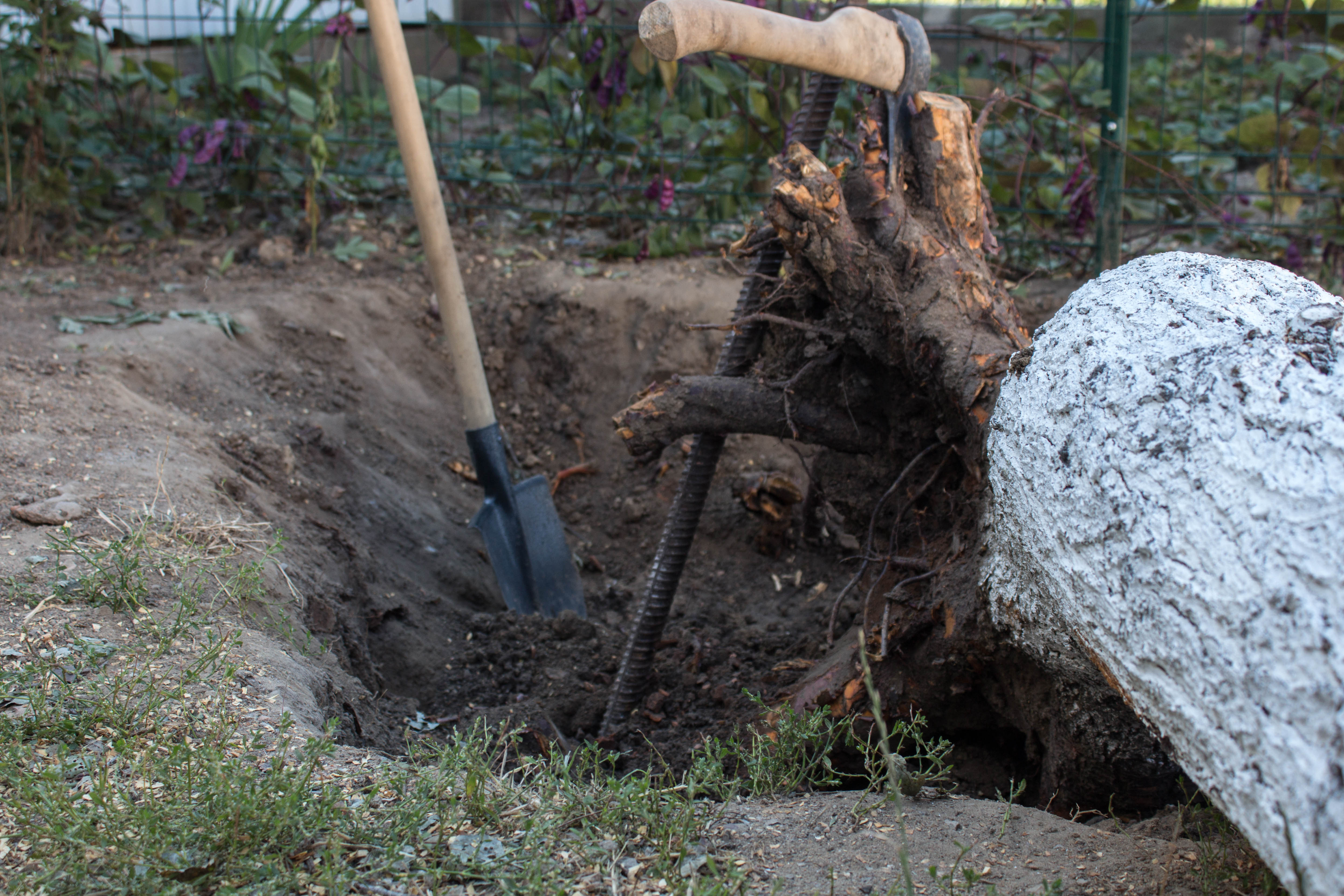 homeowner digging out a tree stump homeowner digging out a tree stump