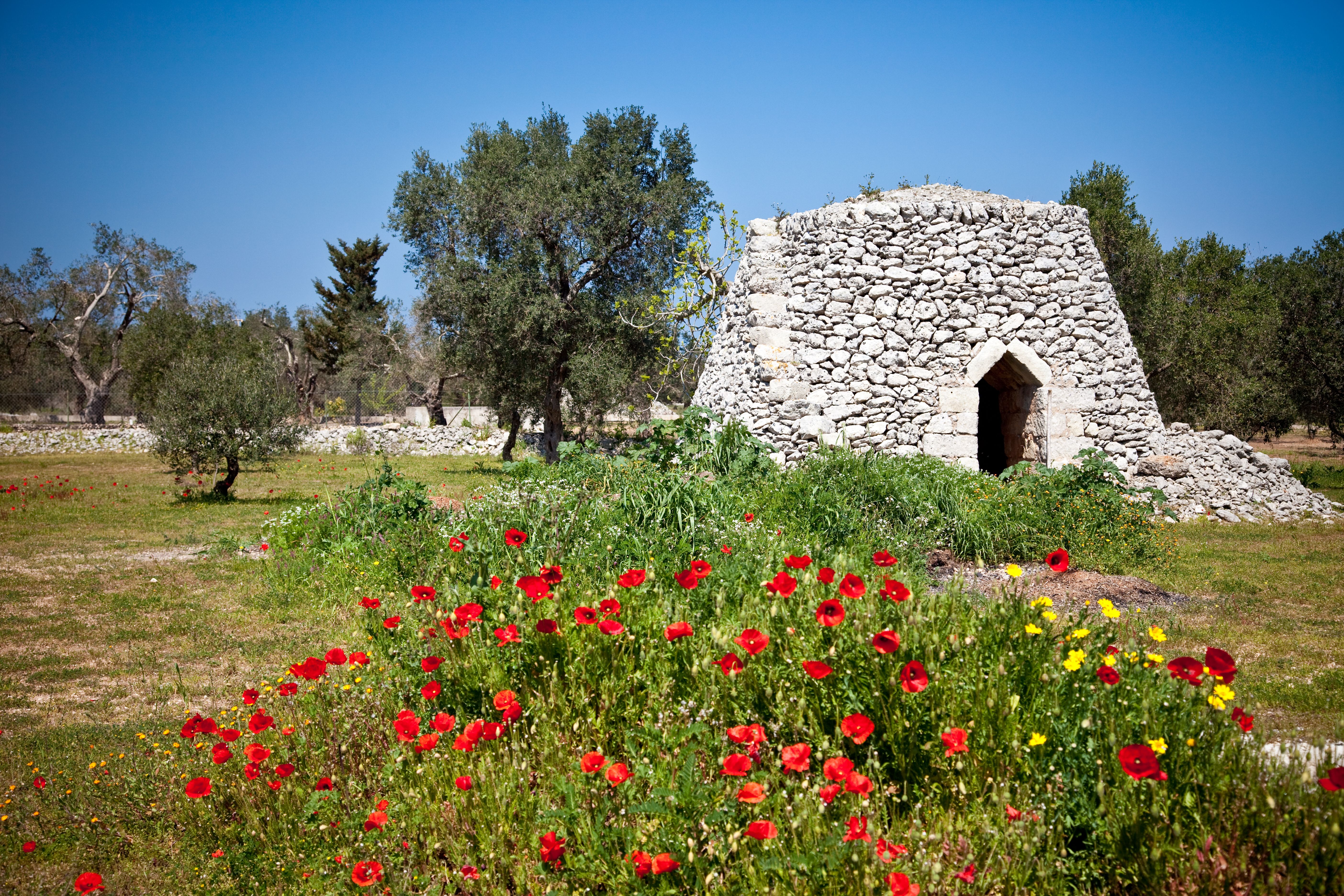 olive orchard spring