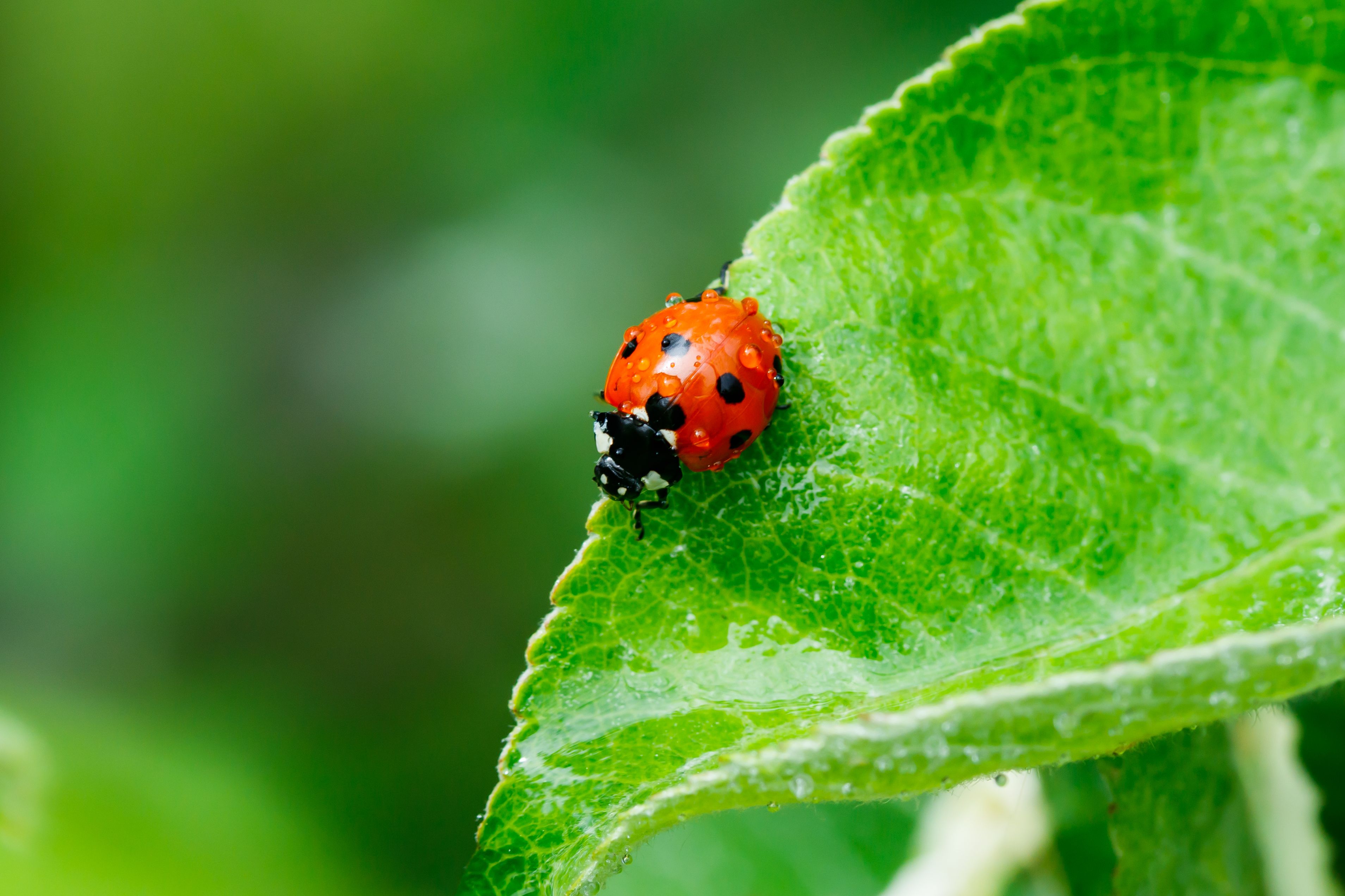 ladybugs plants