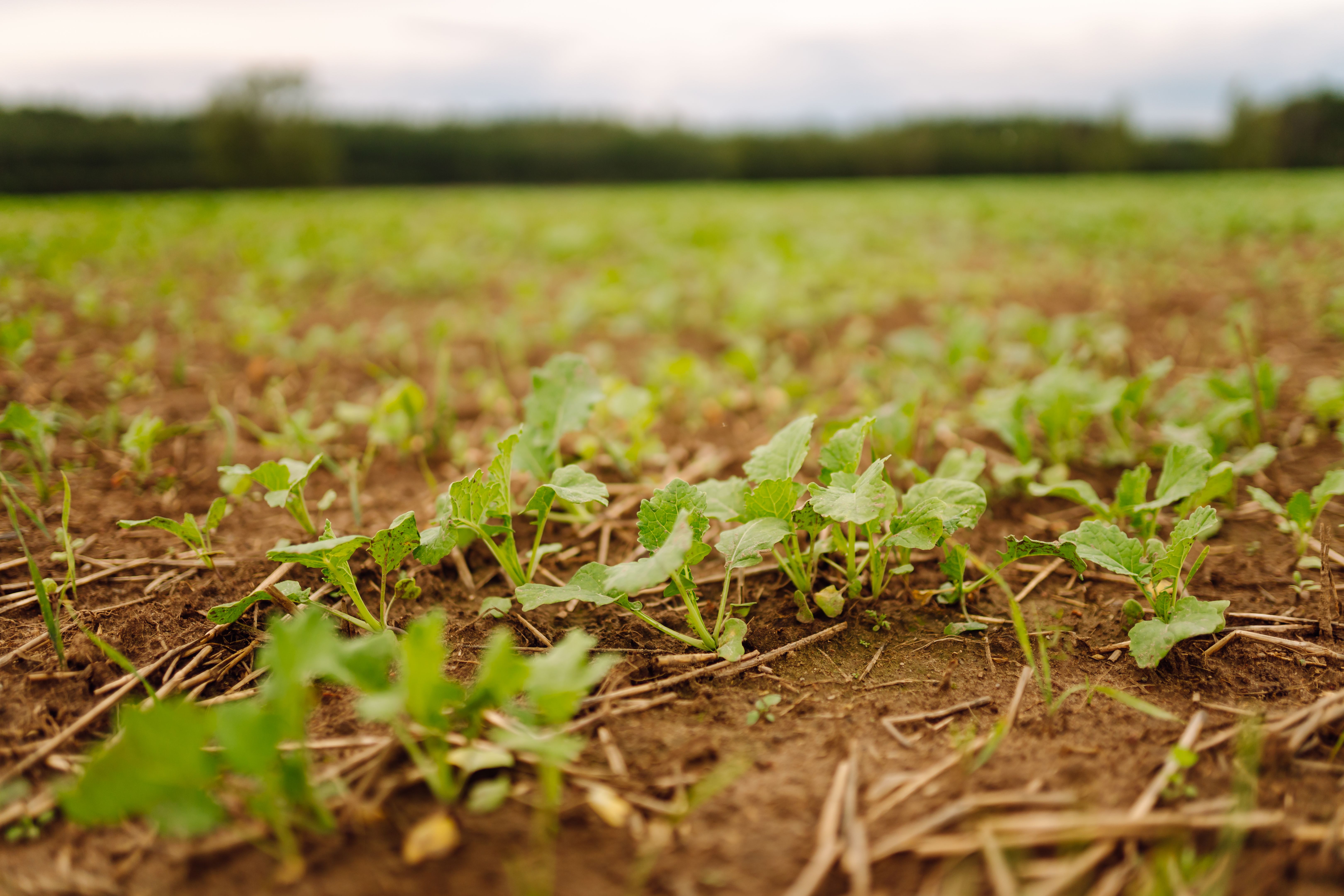 cover crops