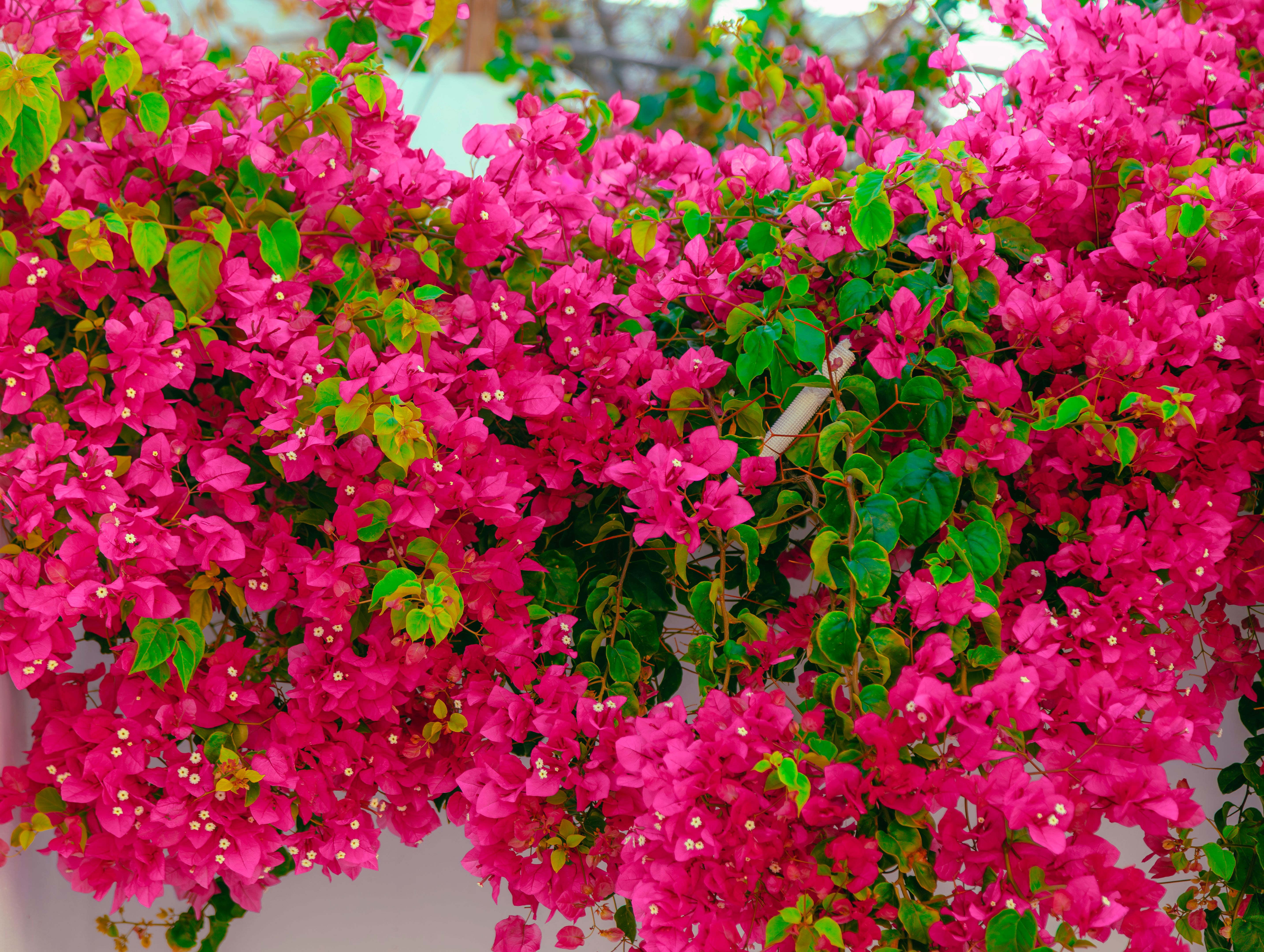 Greek floral arrangements
