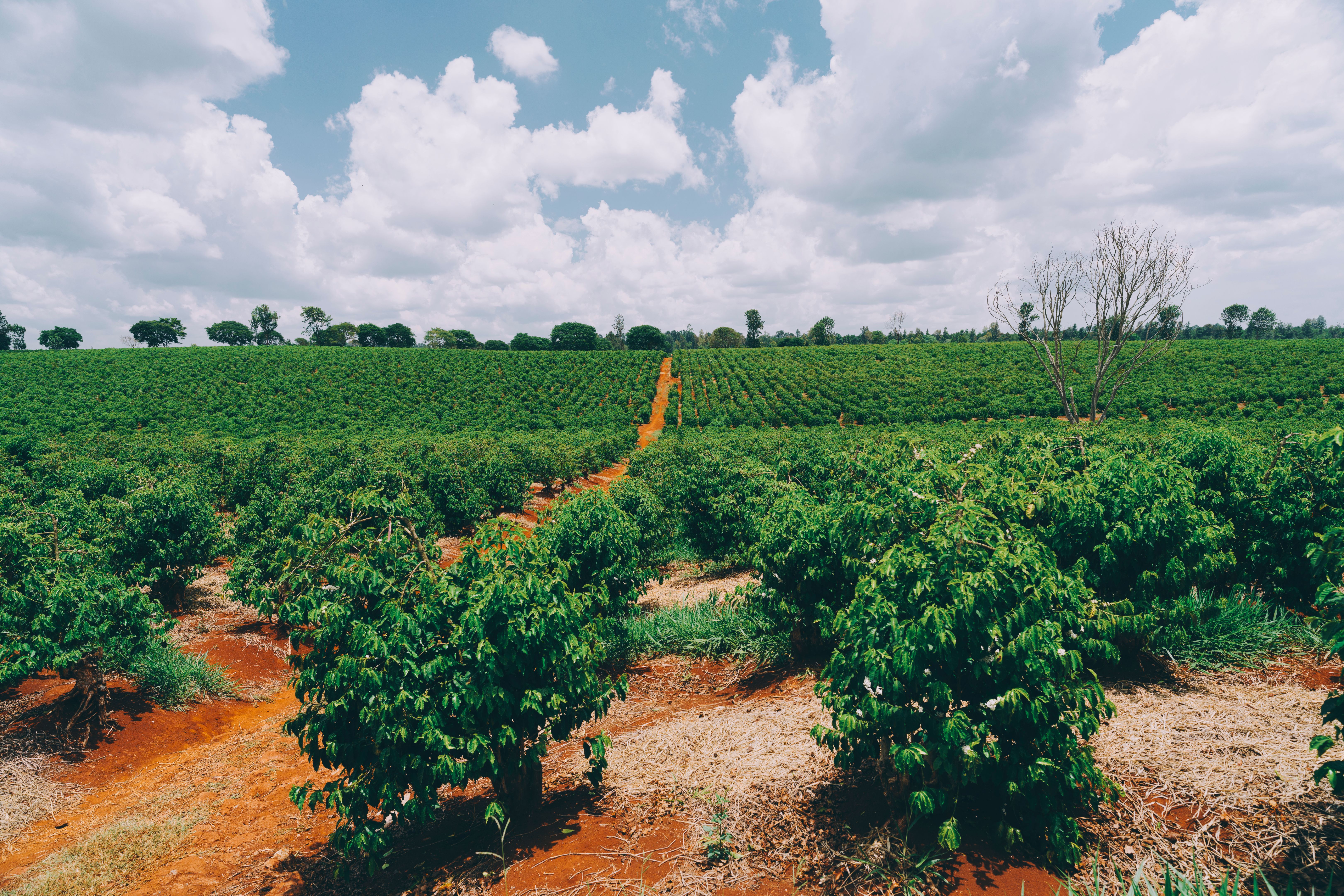 african coffee farm