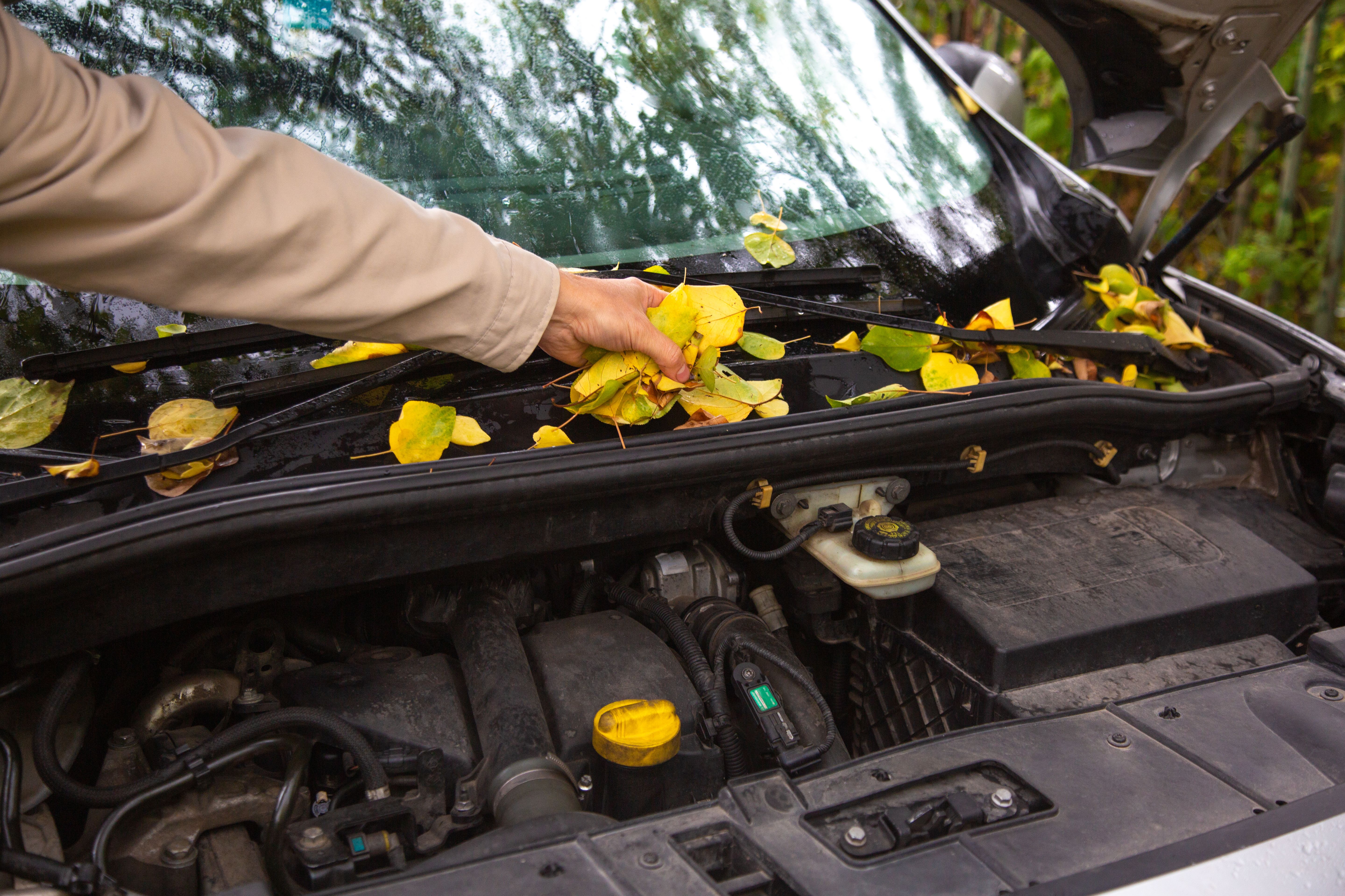 car fall maintenance