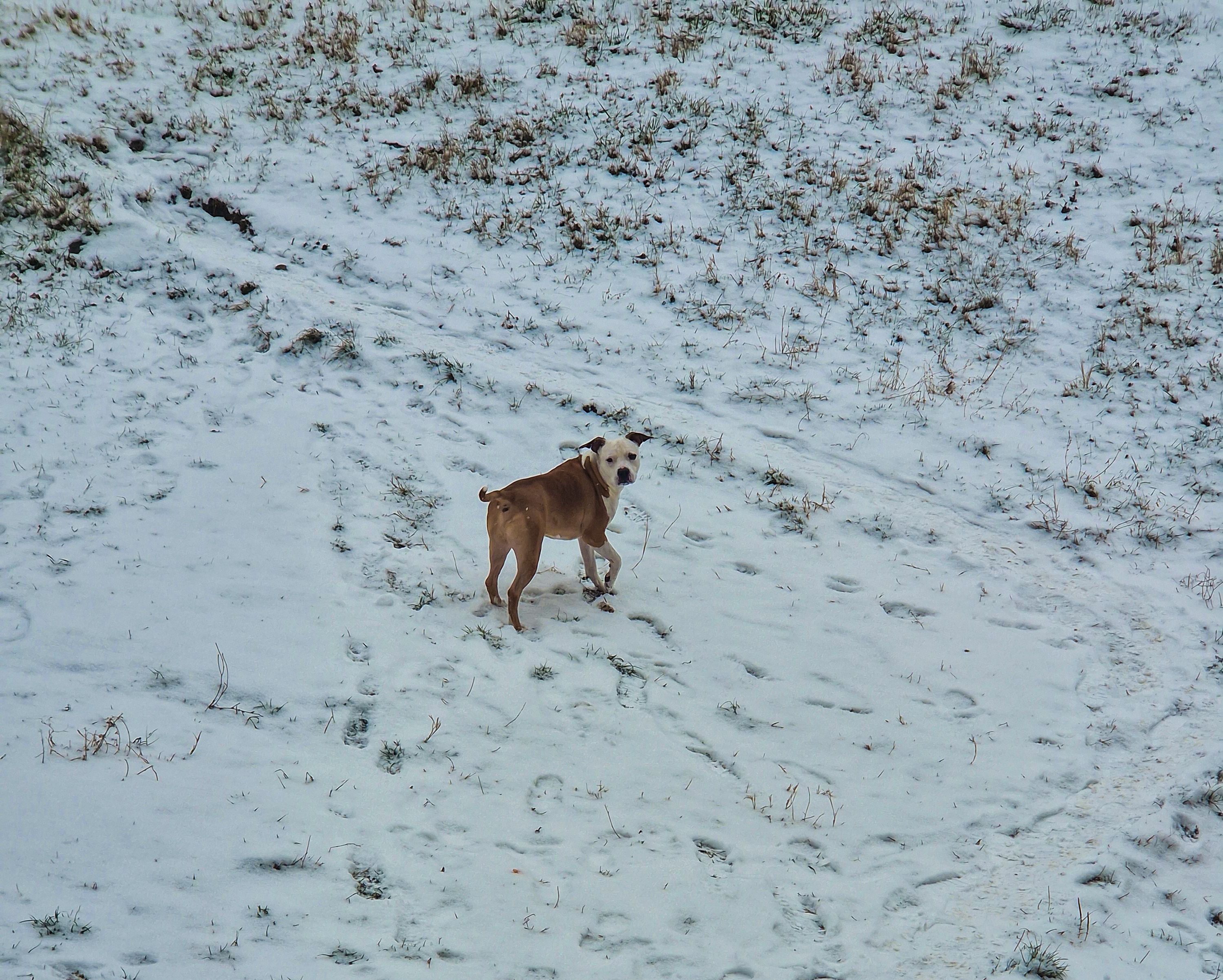 Randomly photos of dogs outside