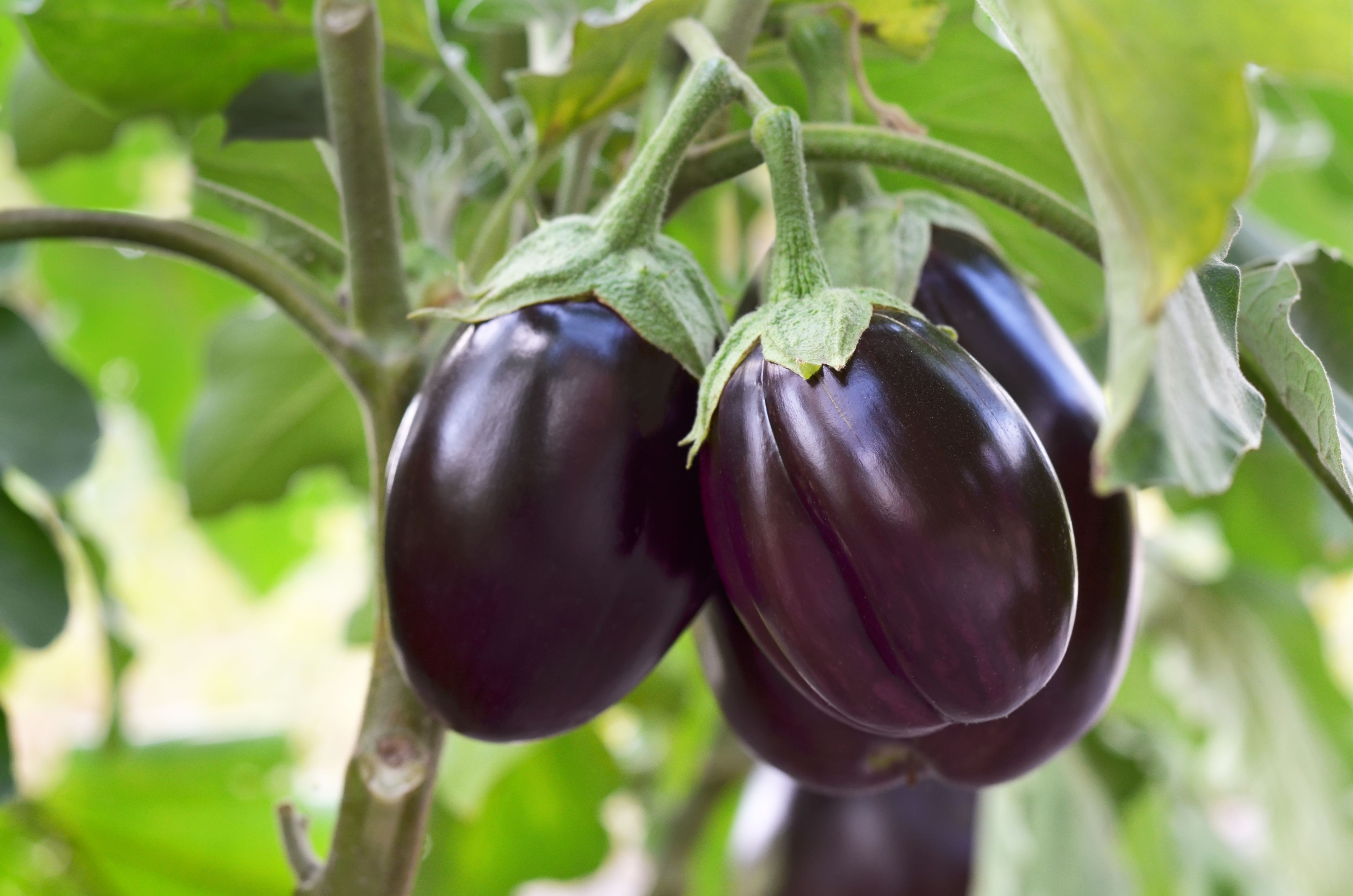 eggplant garden