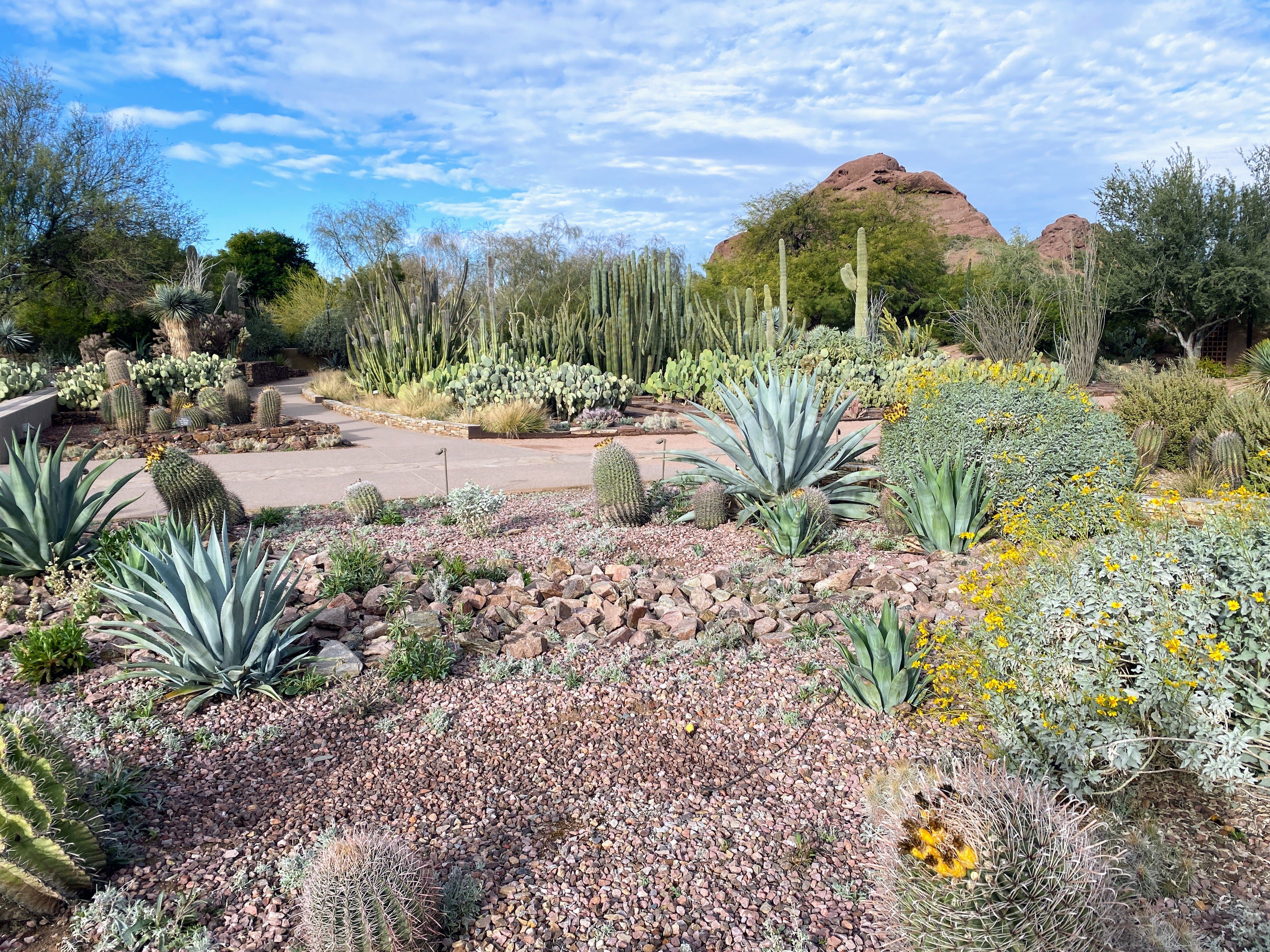 desert botanical garden