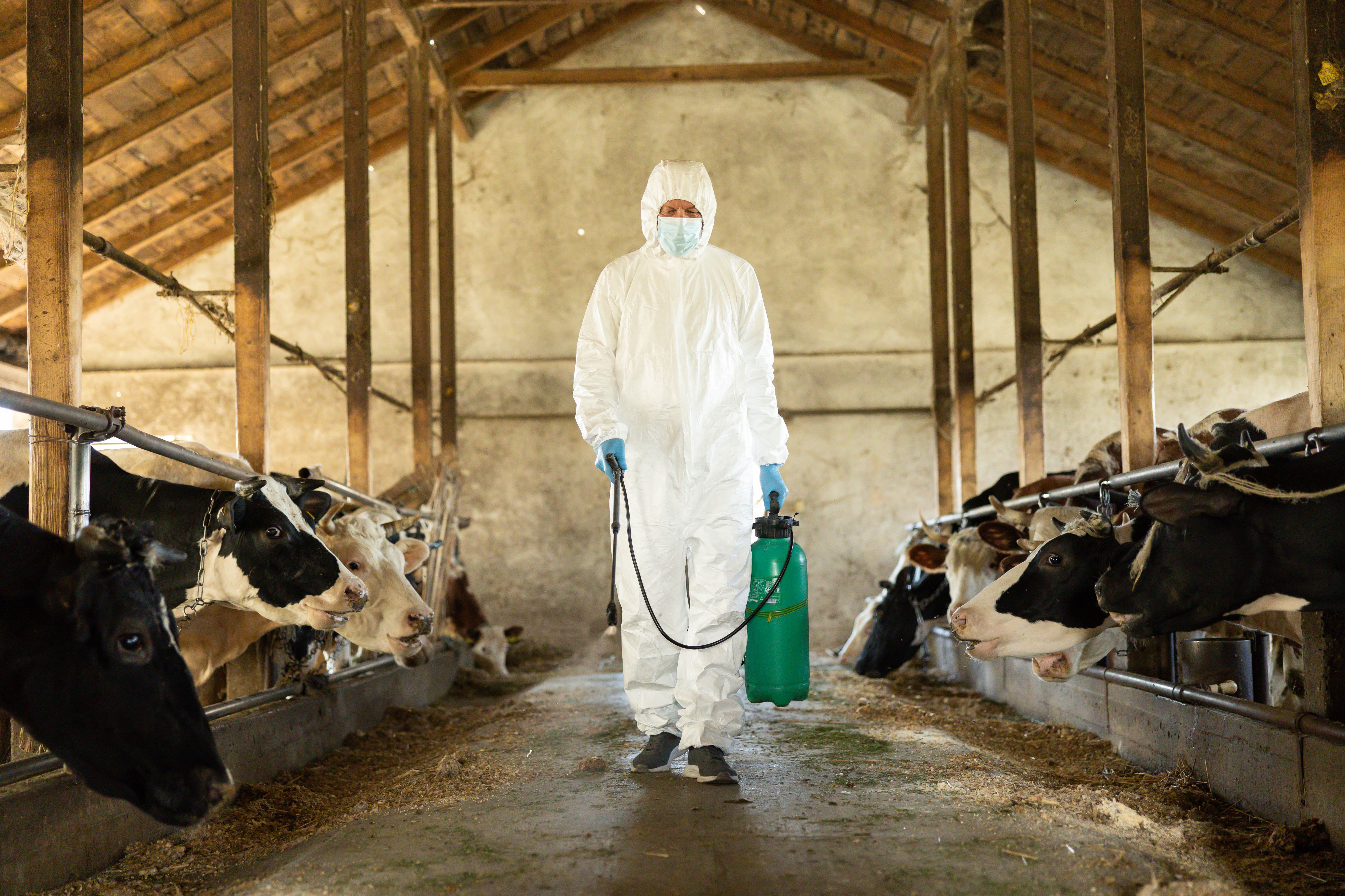 livestock farming