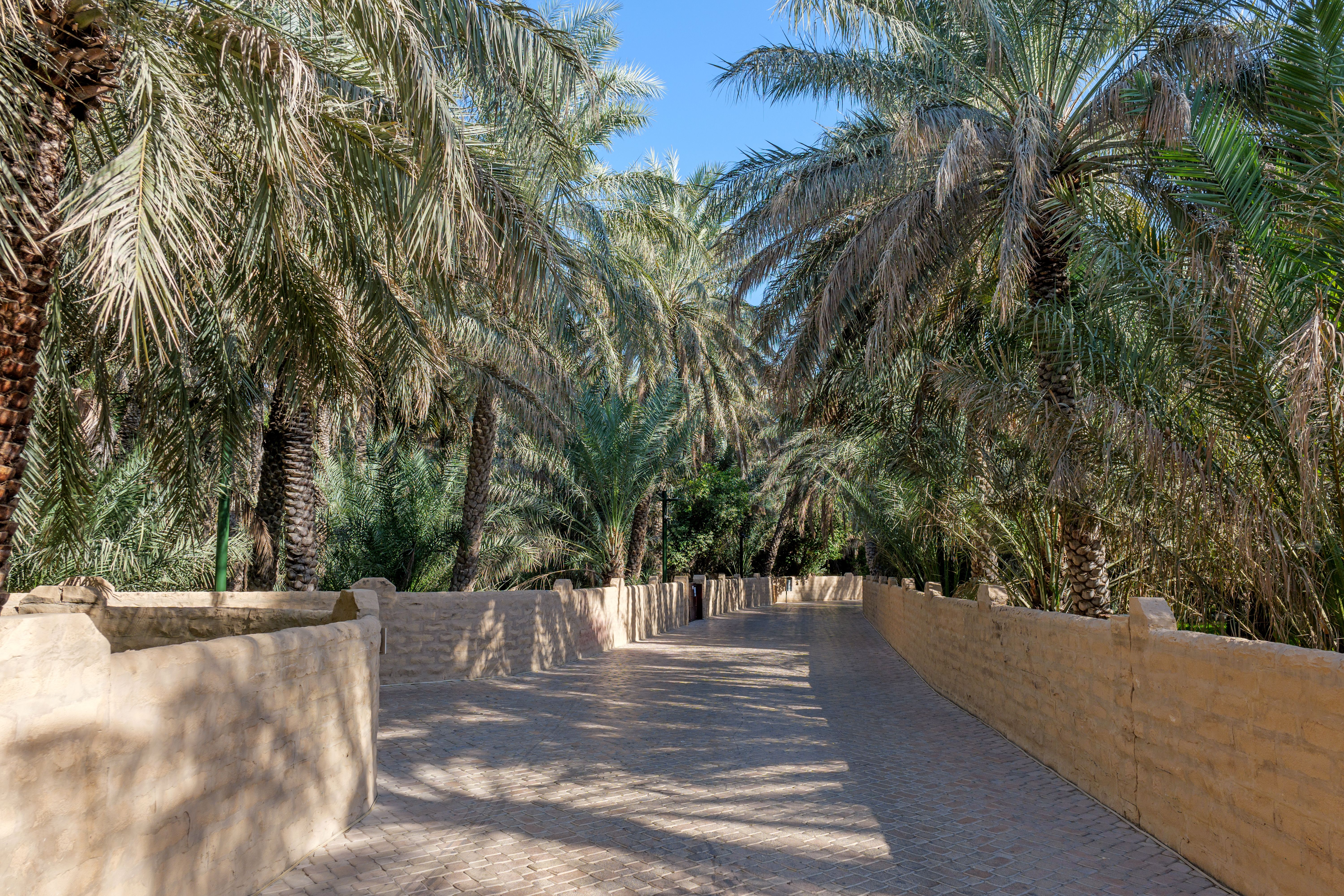 al ain oasis
