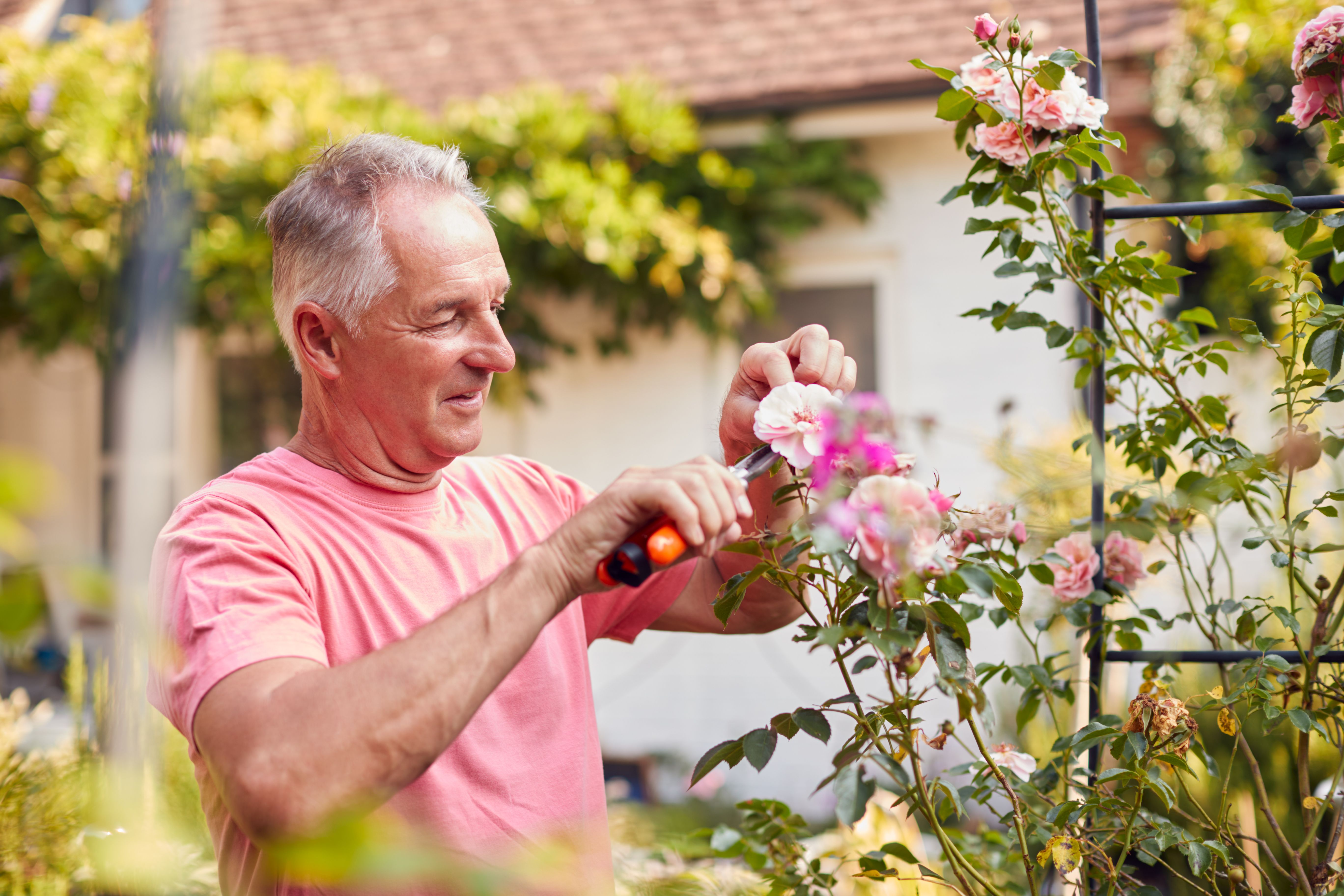 summer pruning