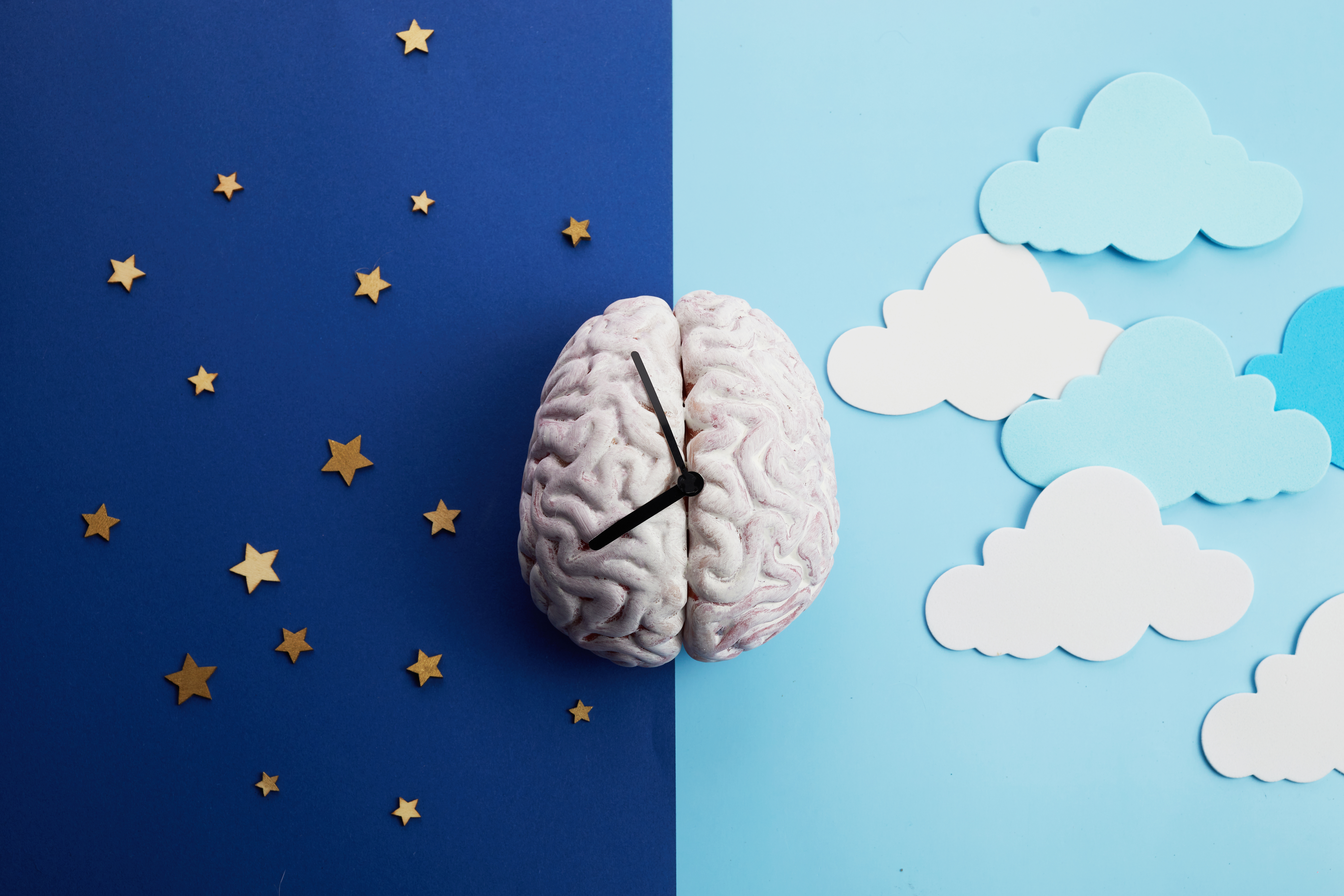 The circadian rhythms are controlled by circadian clocks or biological clock