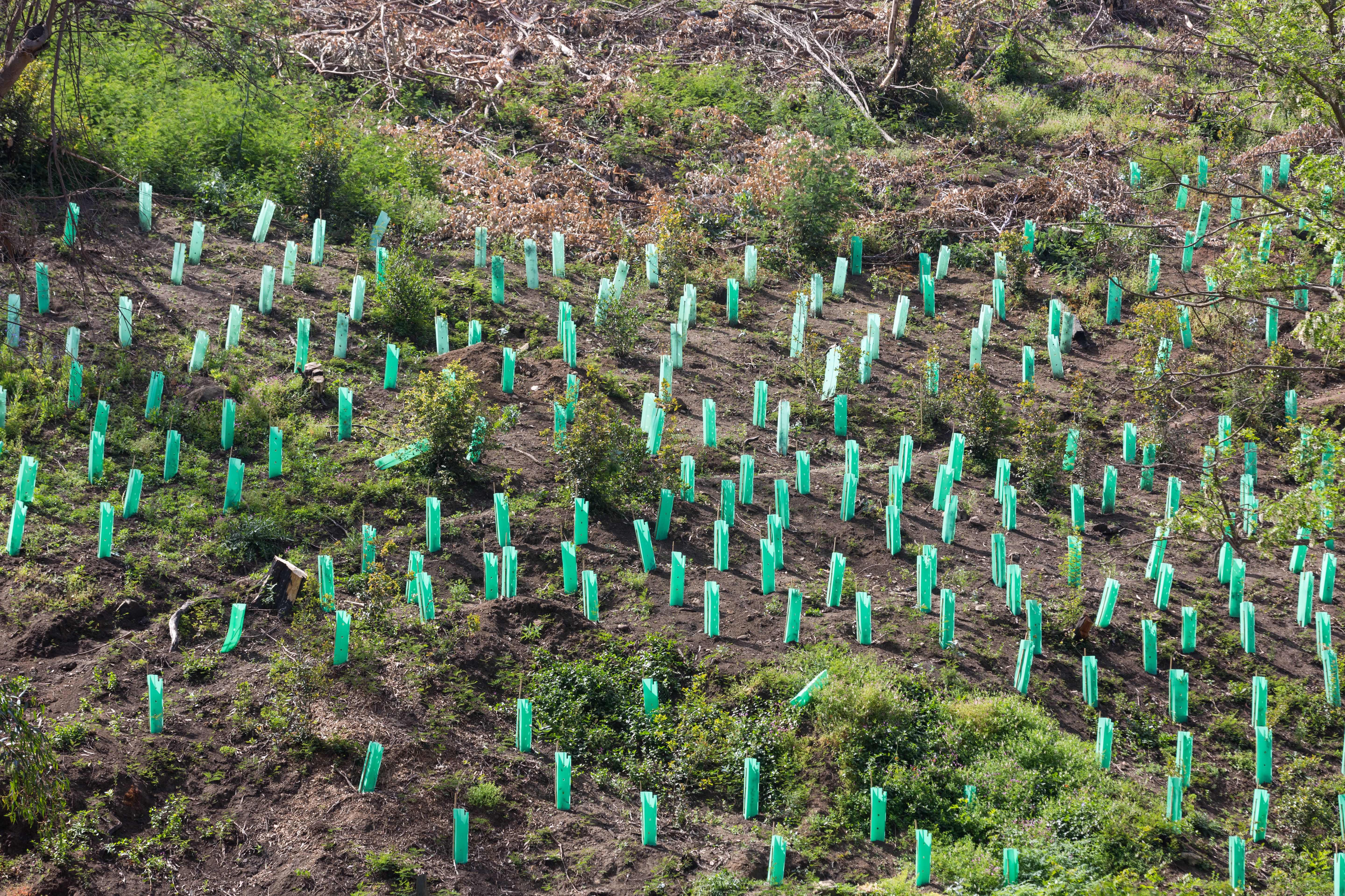 tree planting memorial
