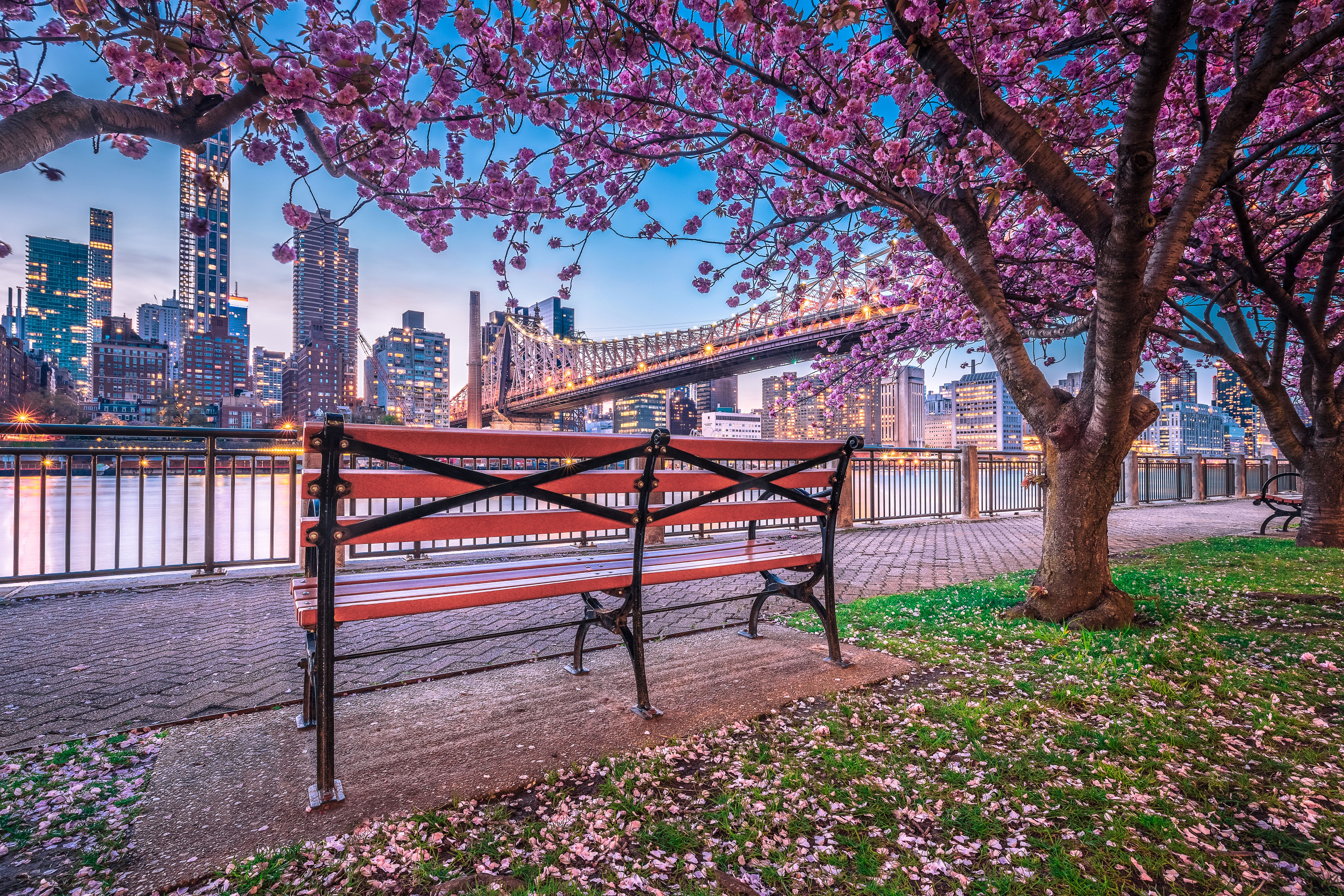 spring blossoms new york