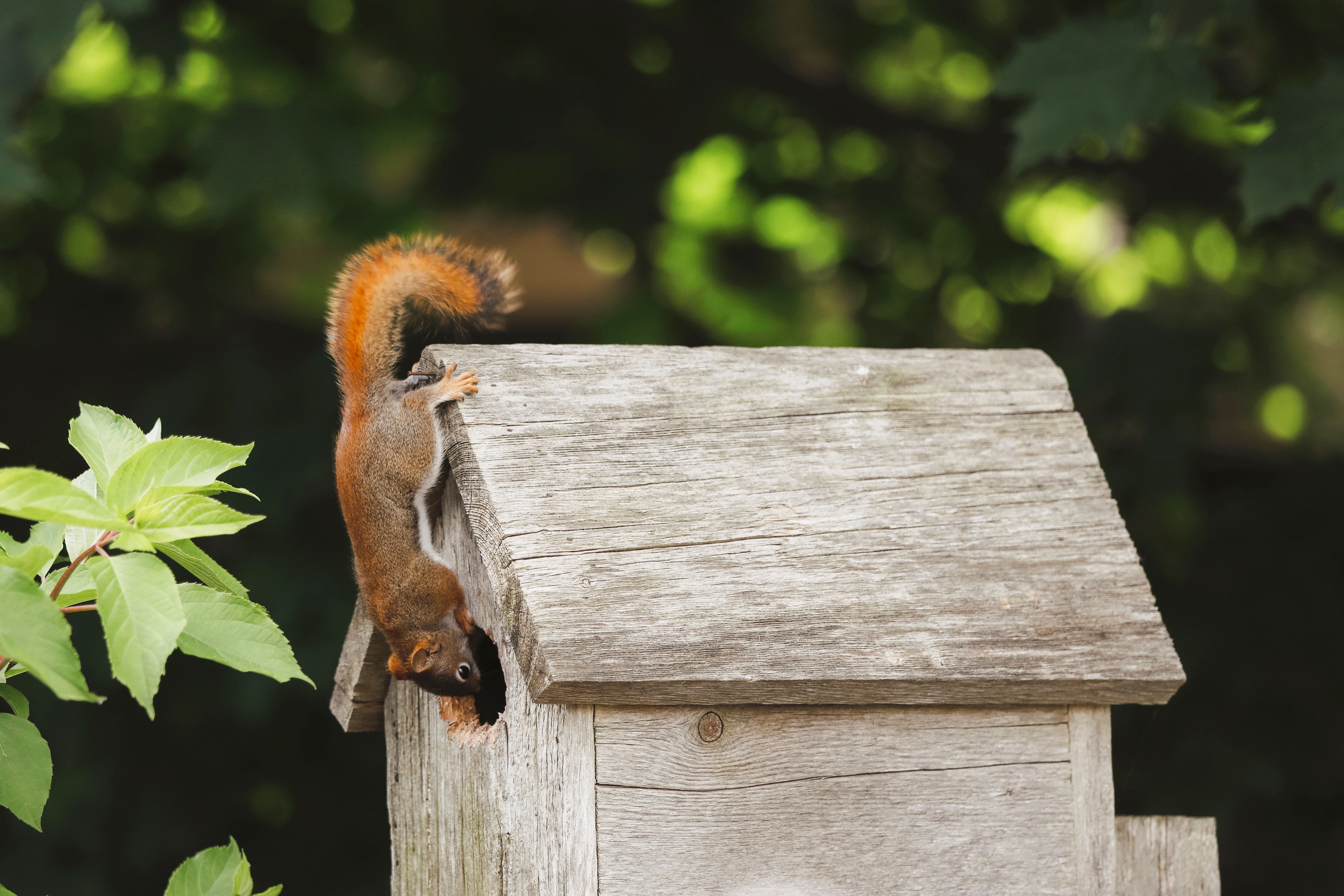 Red Squirrel Peeking Inside Birdhouse Red Squirrel Peeking Inside Birdhouse