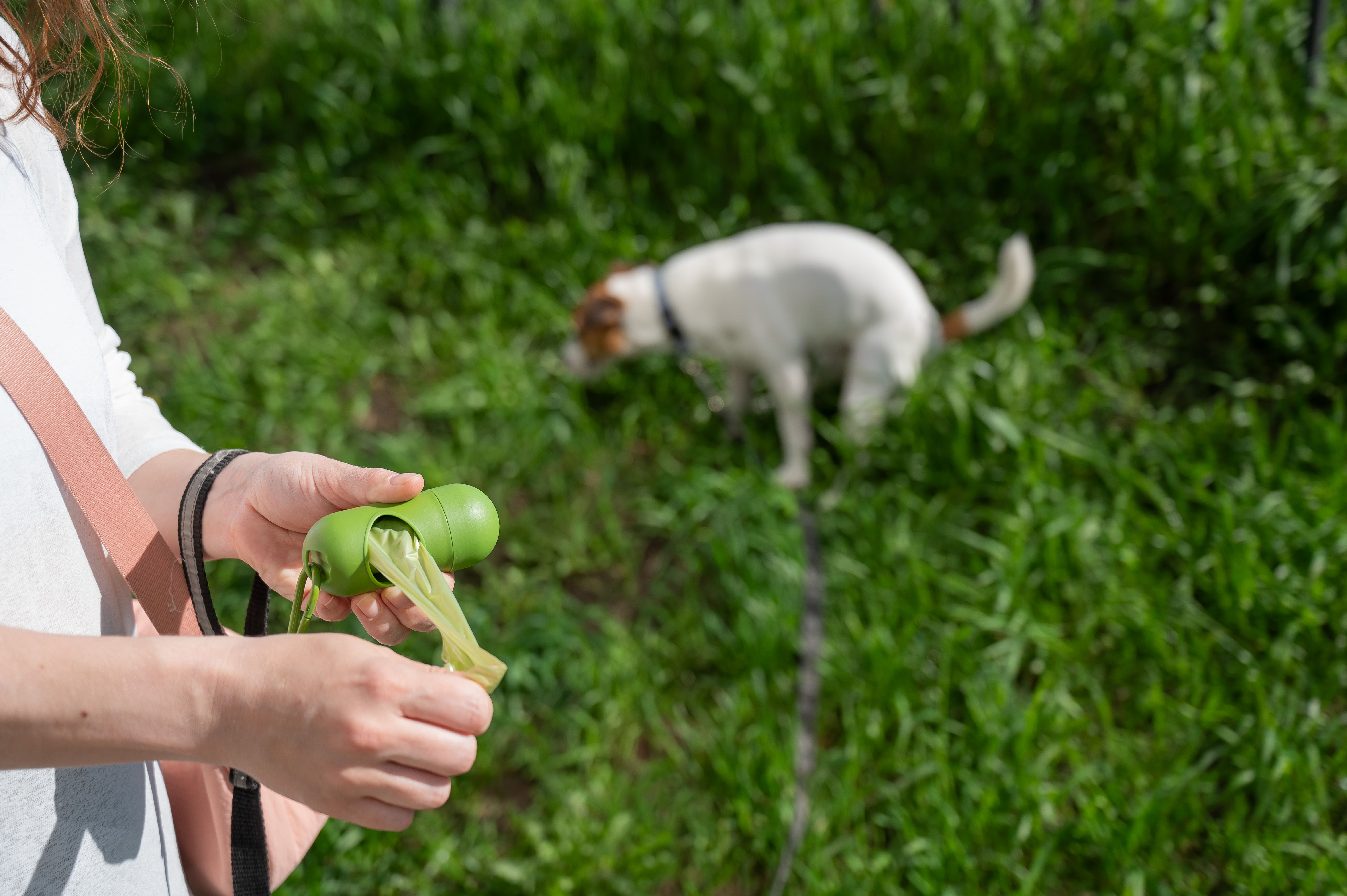 biodegradable dog bags