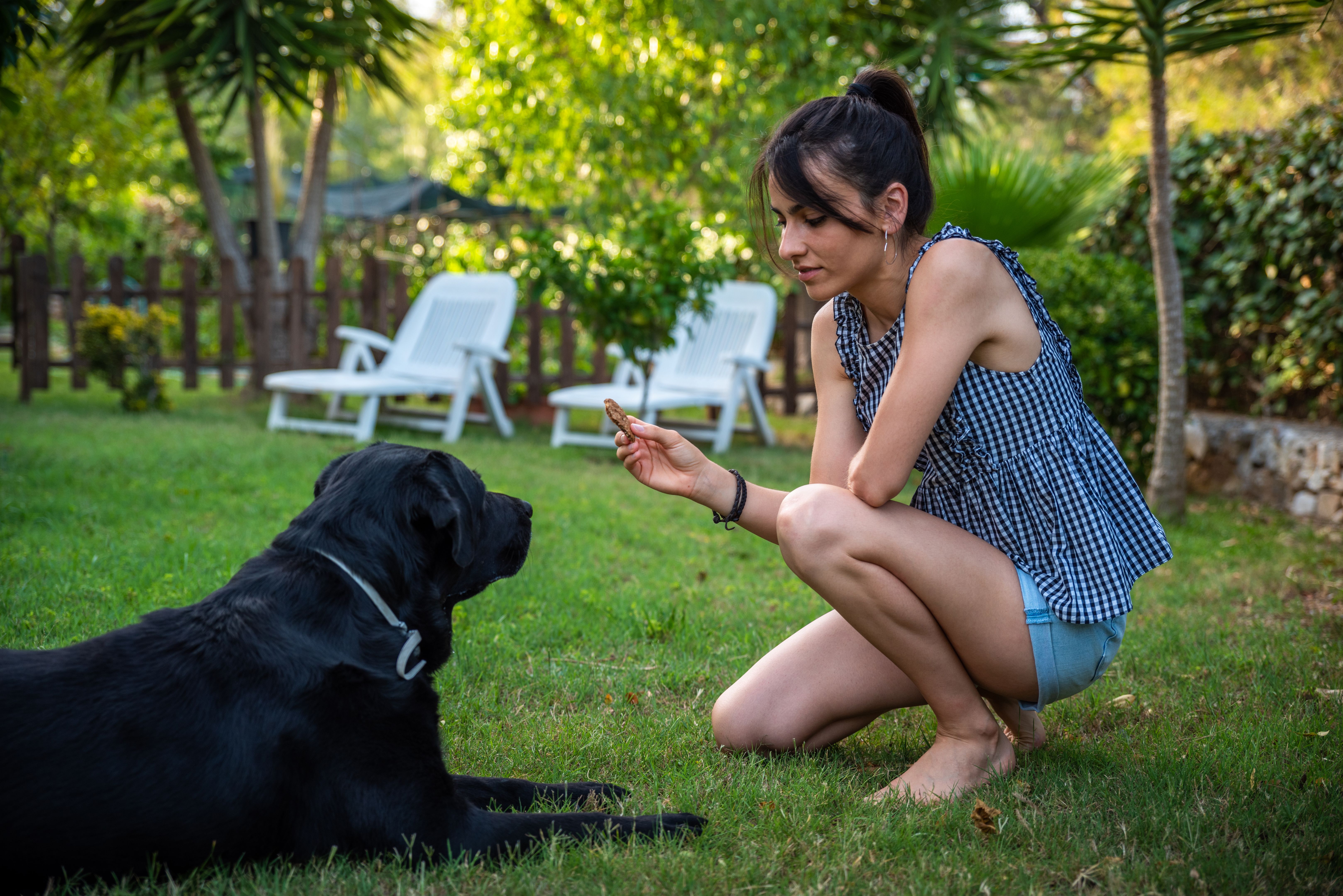 young woman training a black dog seated outdoors