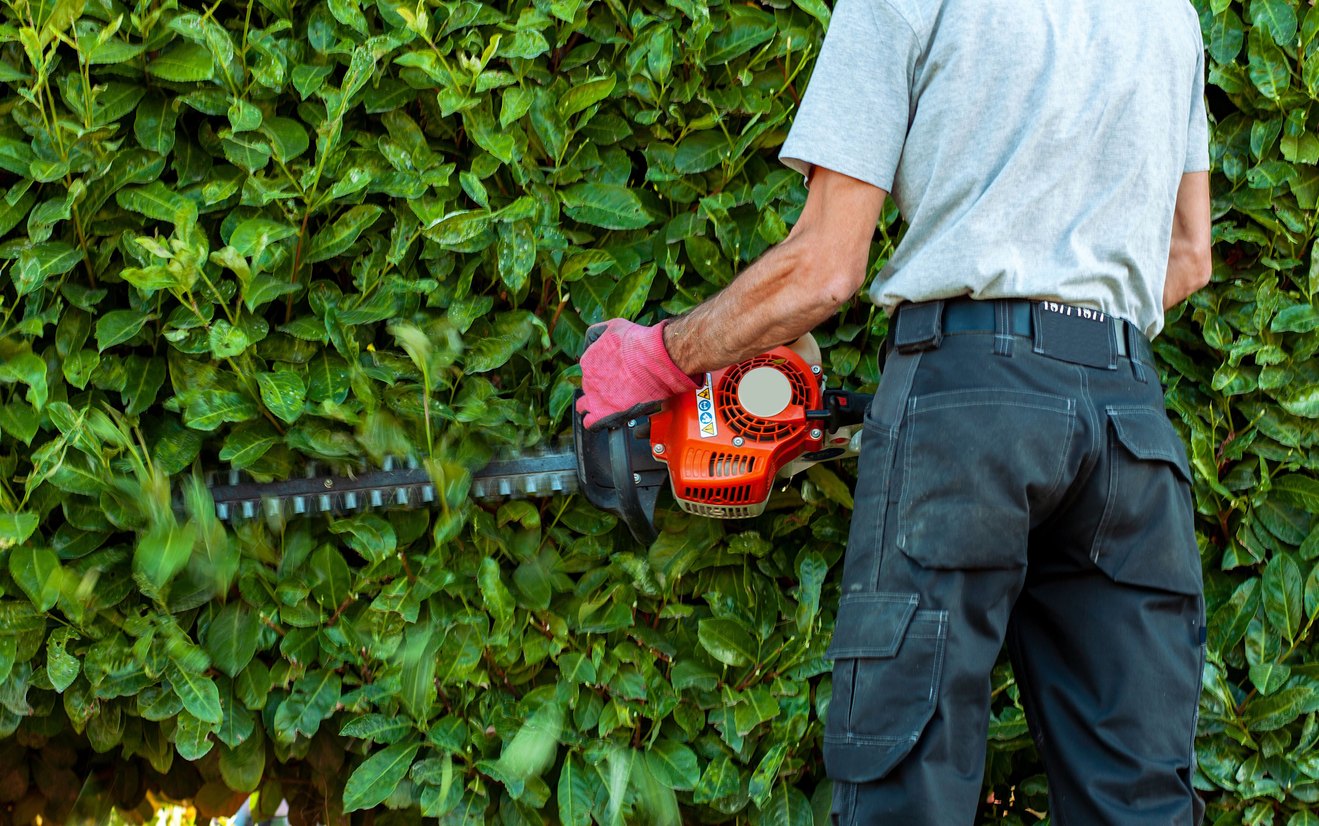 Garden gasoline scissors, trimming green bush, hedge. A man trimming a tall hedge with a motorized hedge trimmer. back view