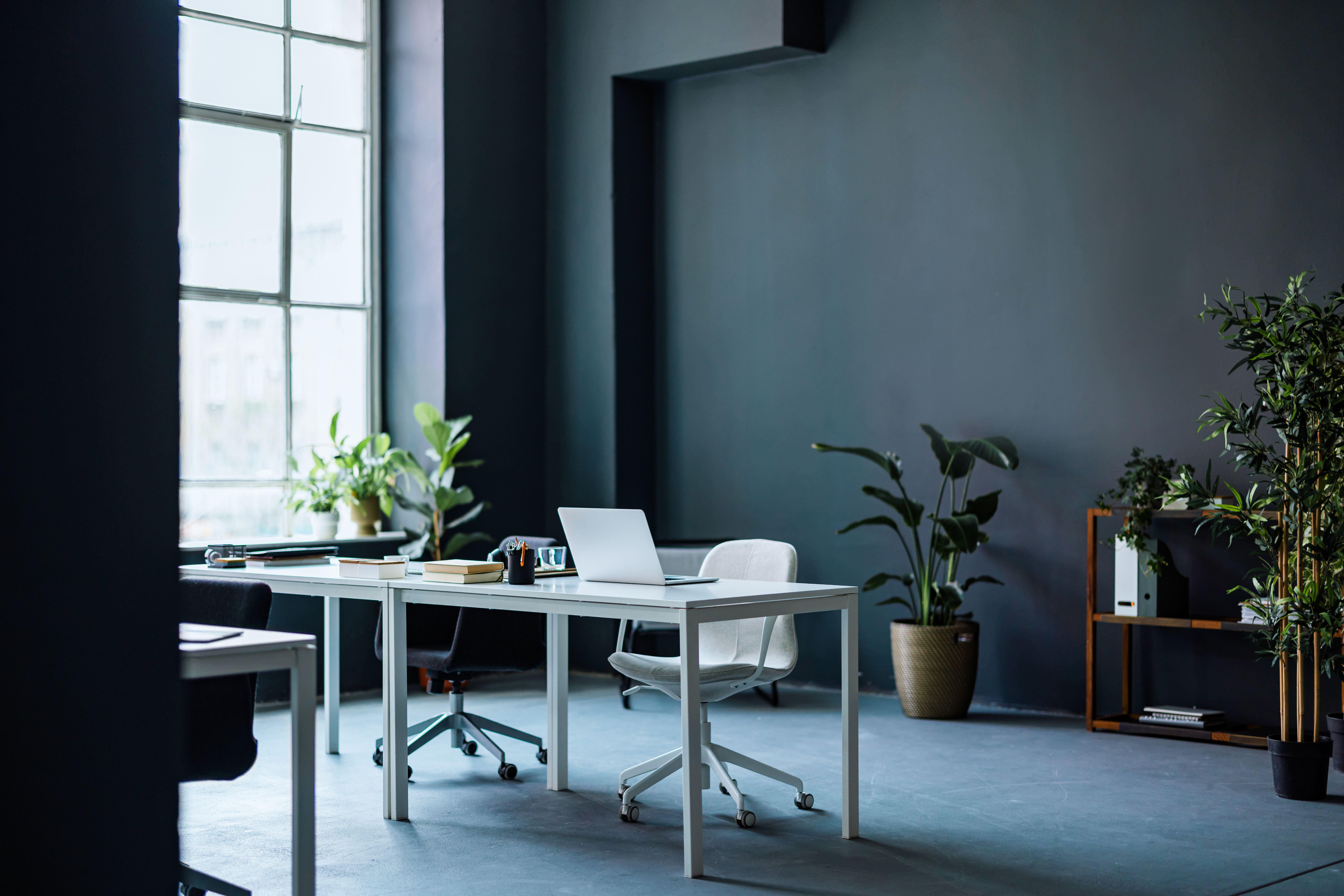office plant sunlight