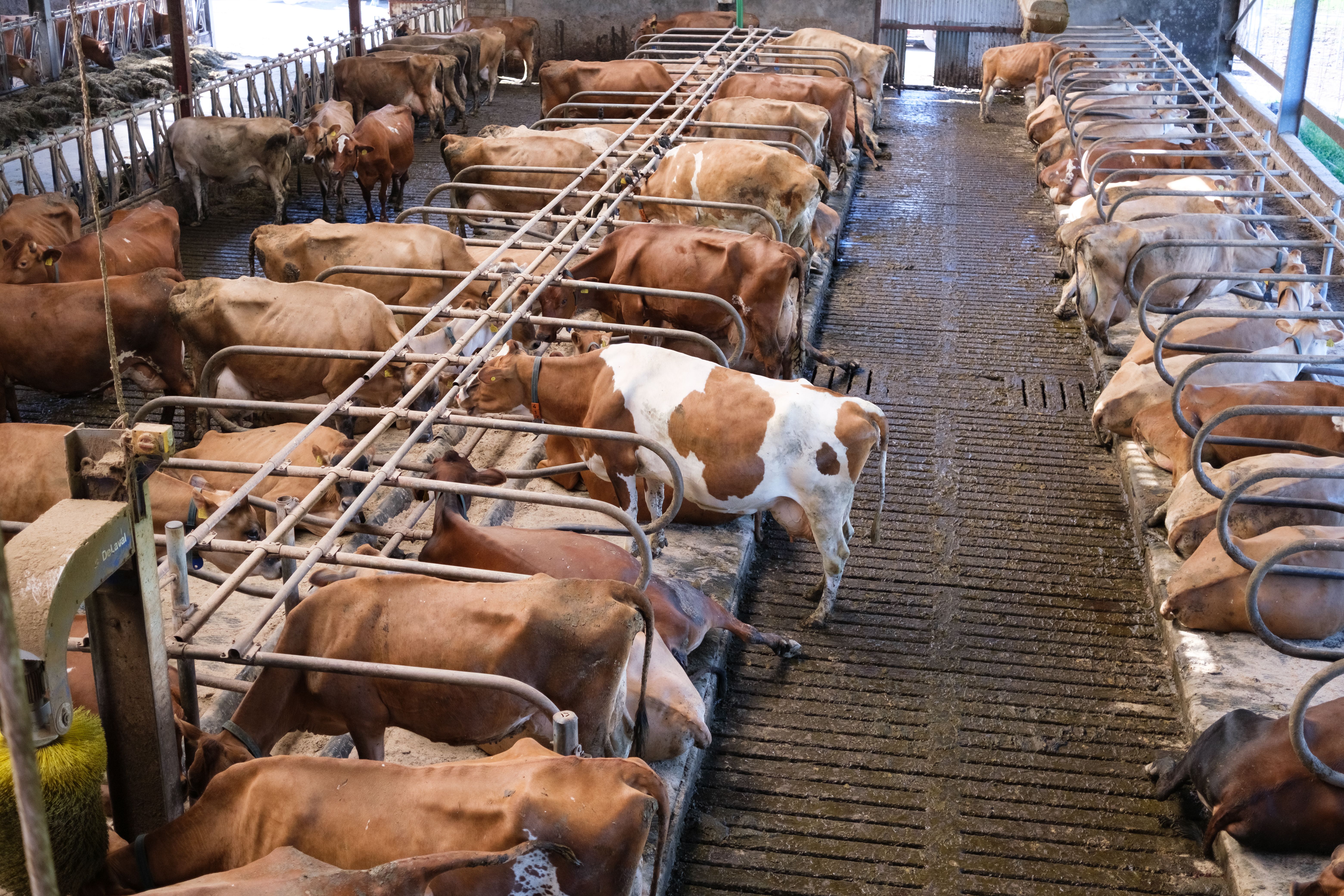 Cattle in a tranquil barn setting showcasing sustainable farming practices for milk production