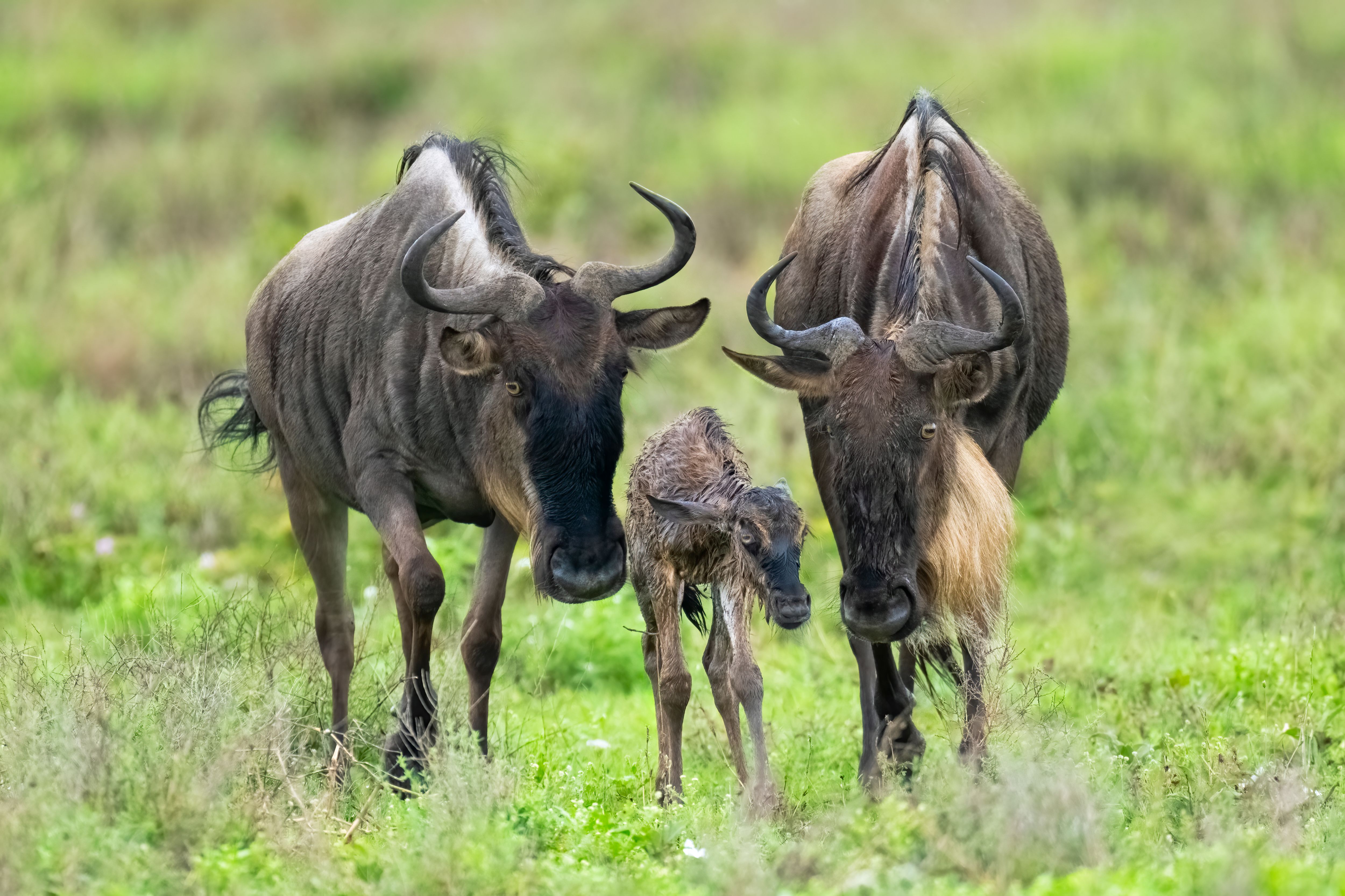 wildebeest calves