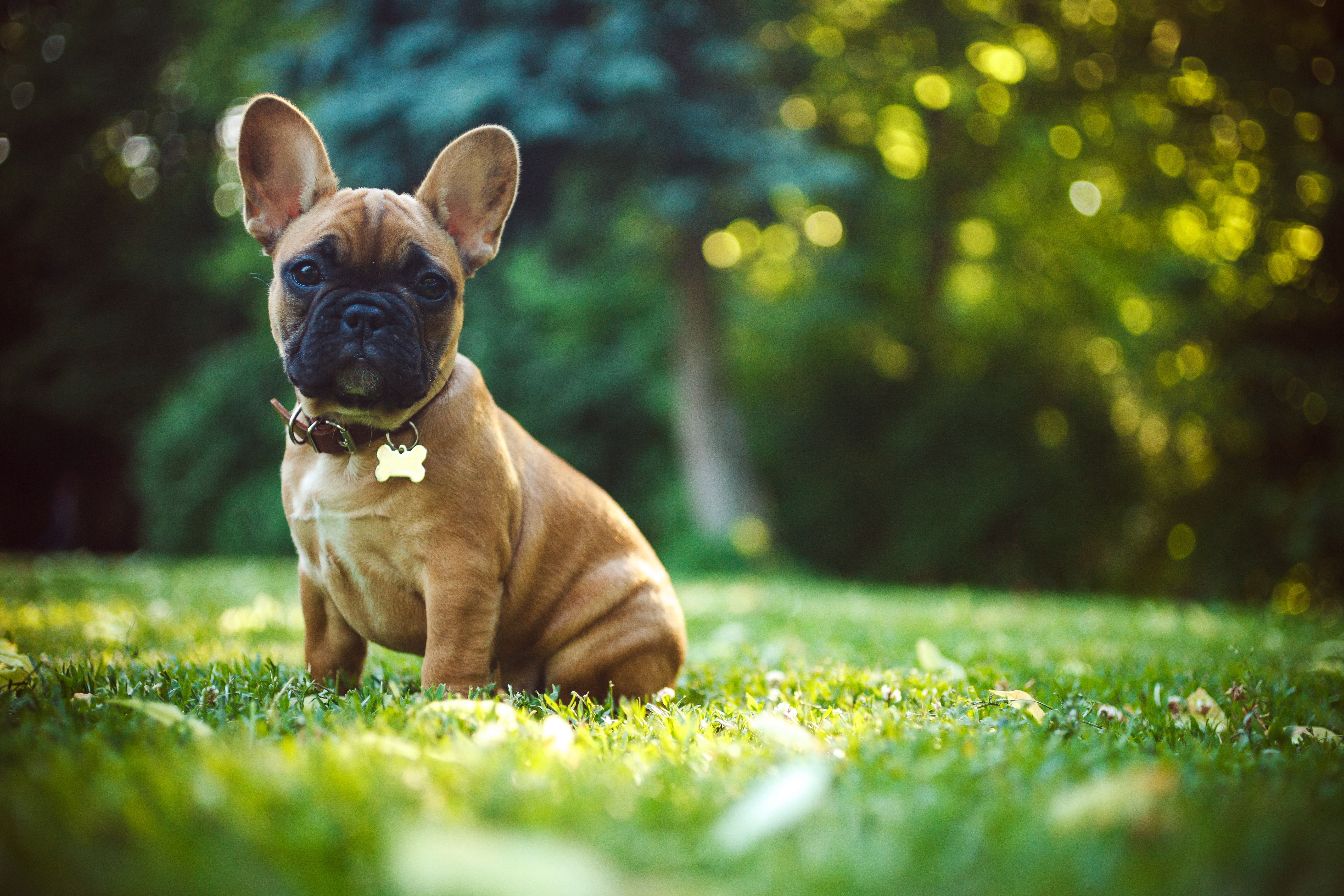 French Bulldog