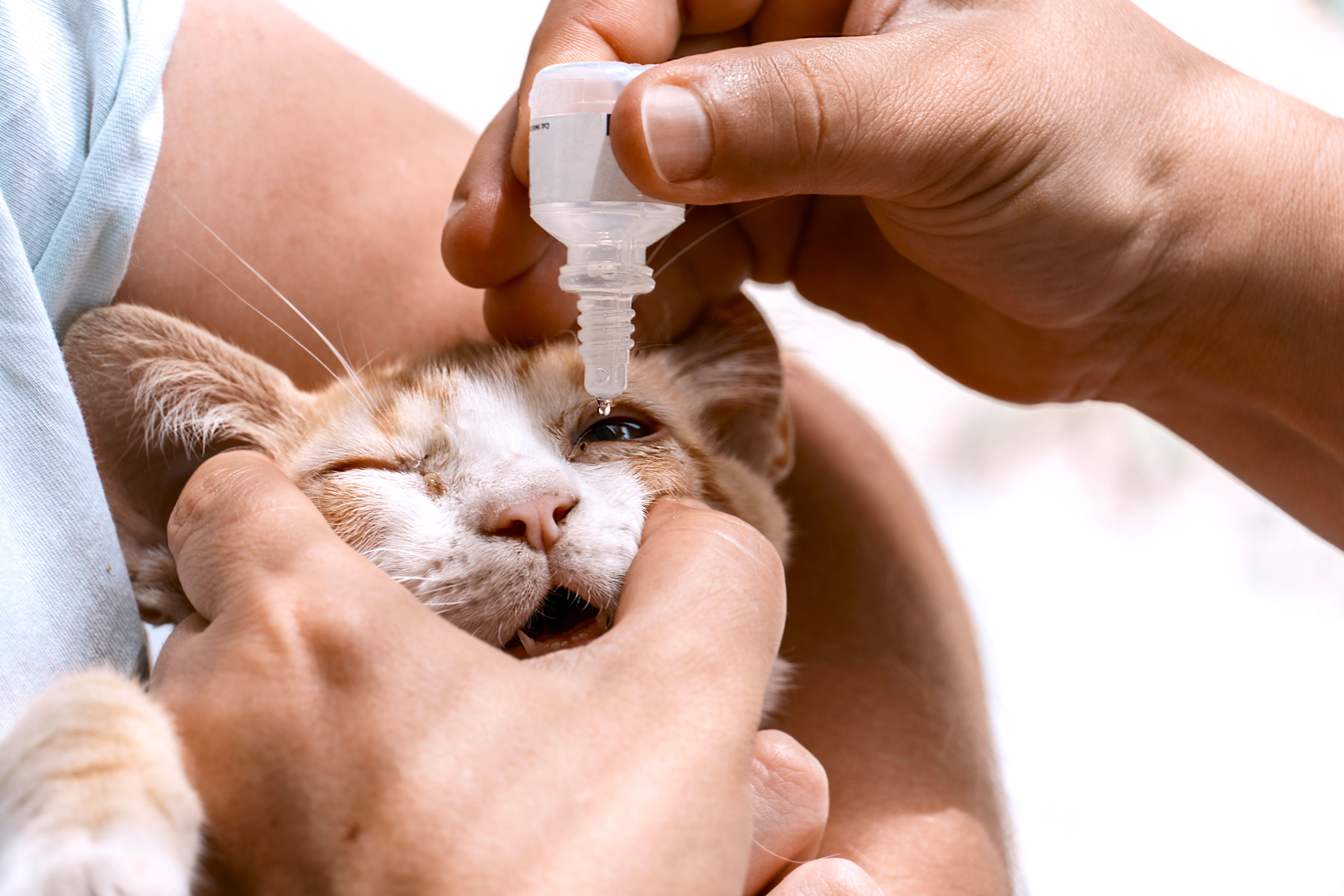 cat health check