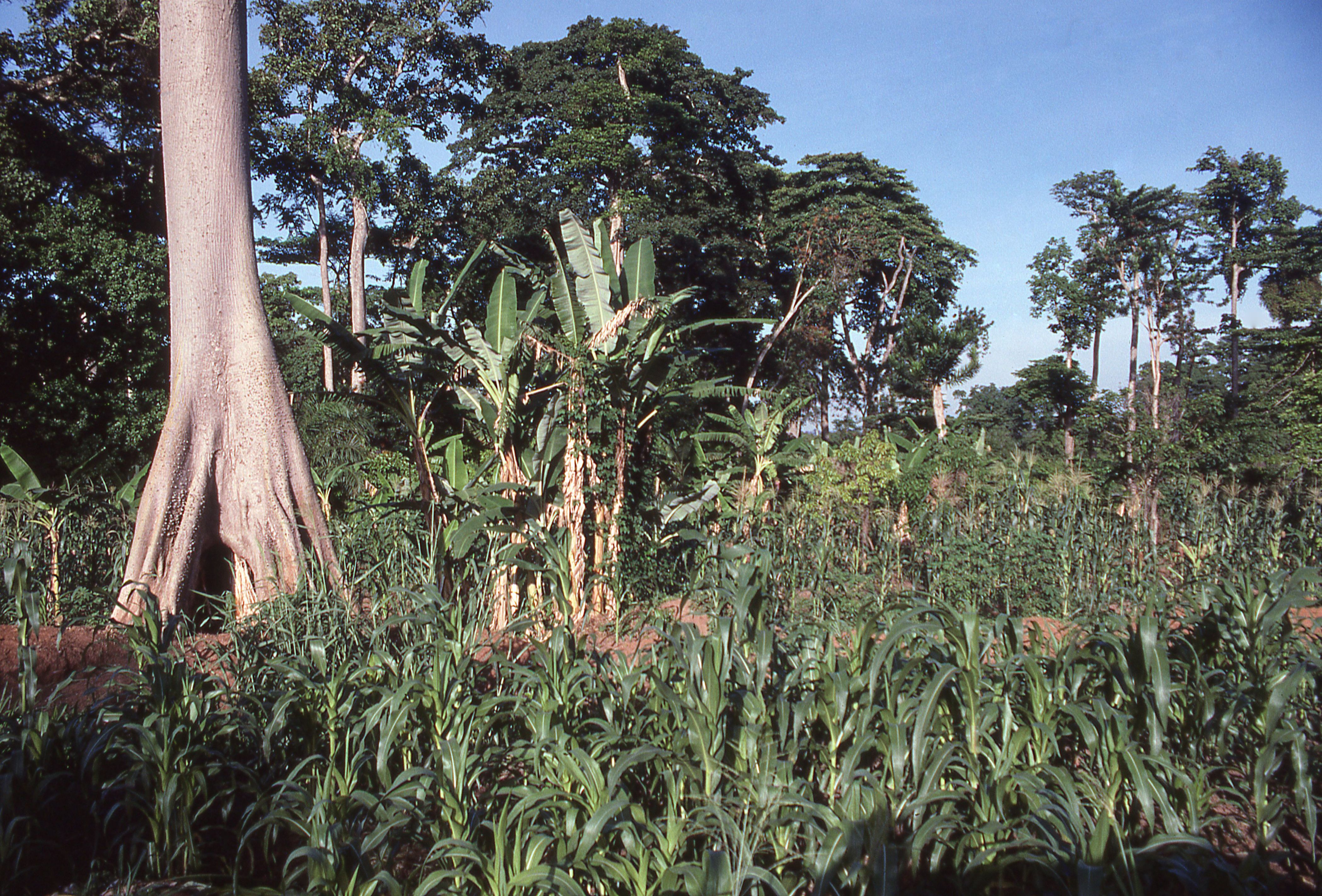 ghana agriculture