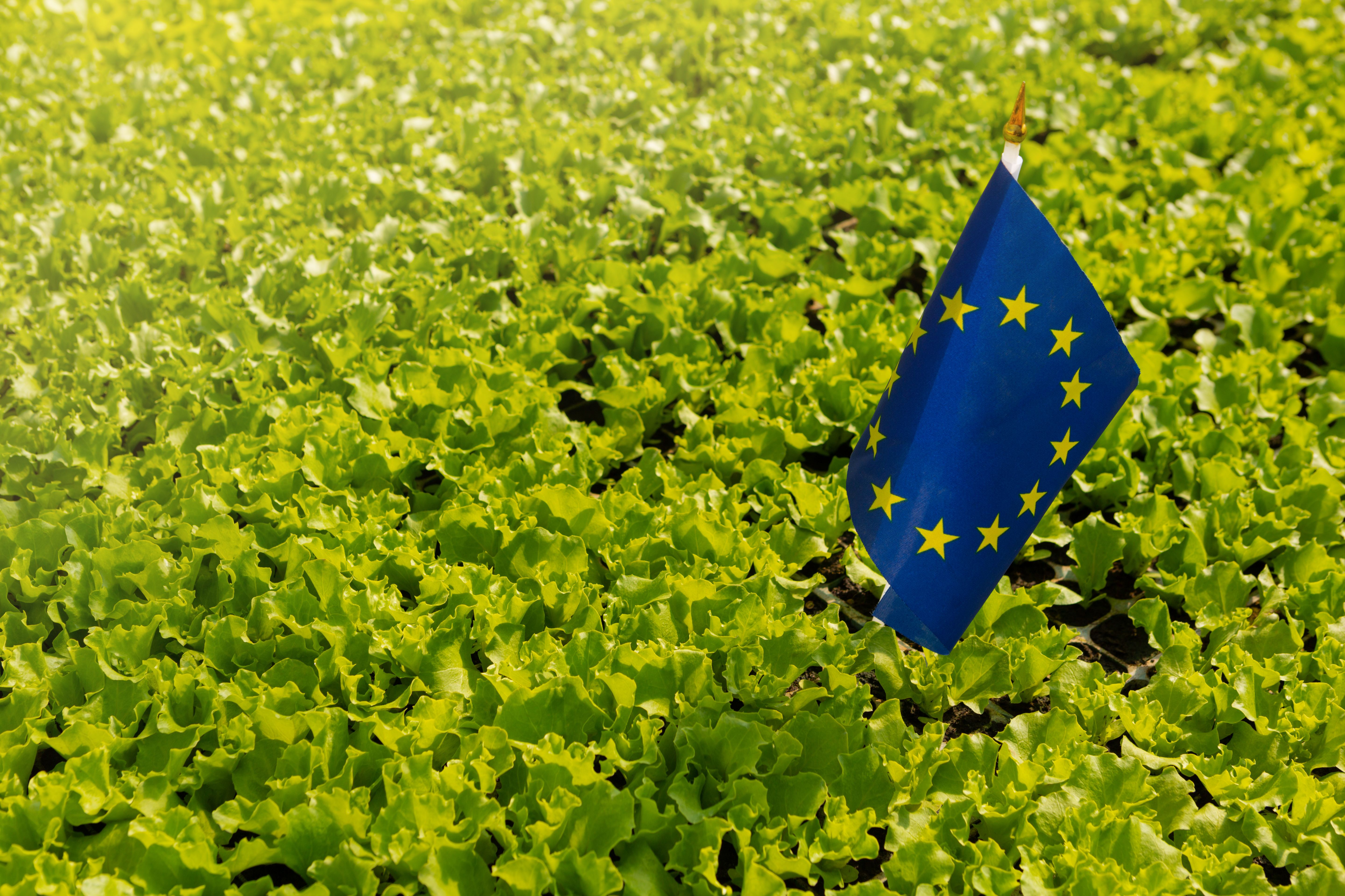 a lot of green lettuce grows on the plantation, among the plants there is an eu flag a lot of green lettuce grows on the plantation, among the plants there is an eu flag