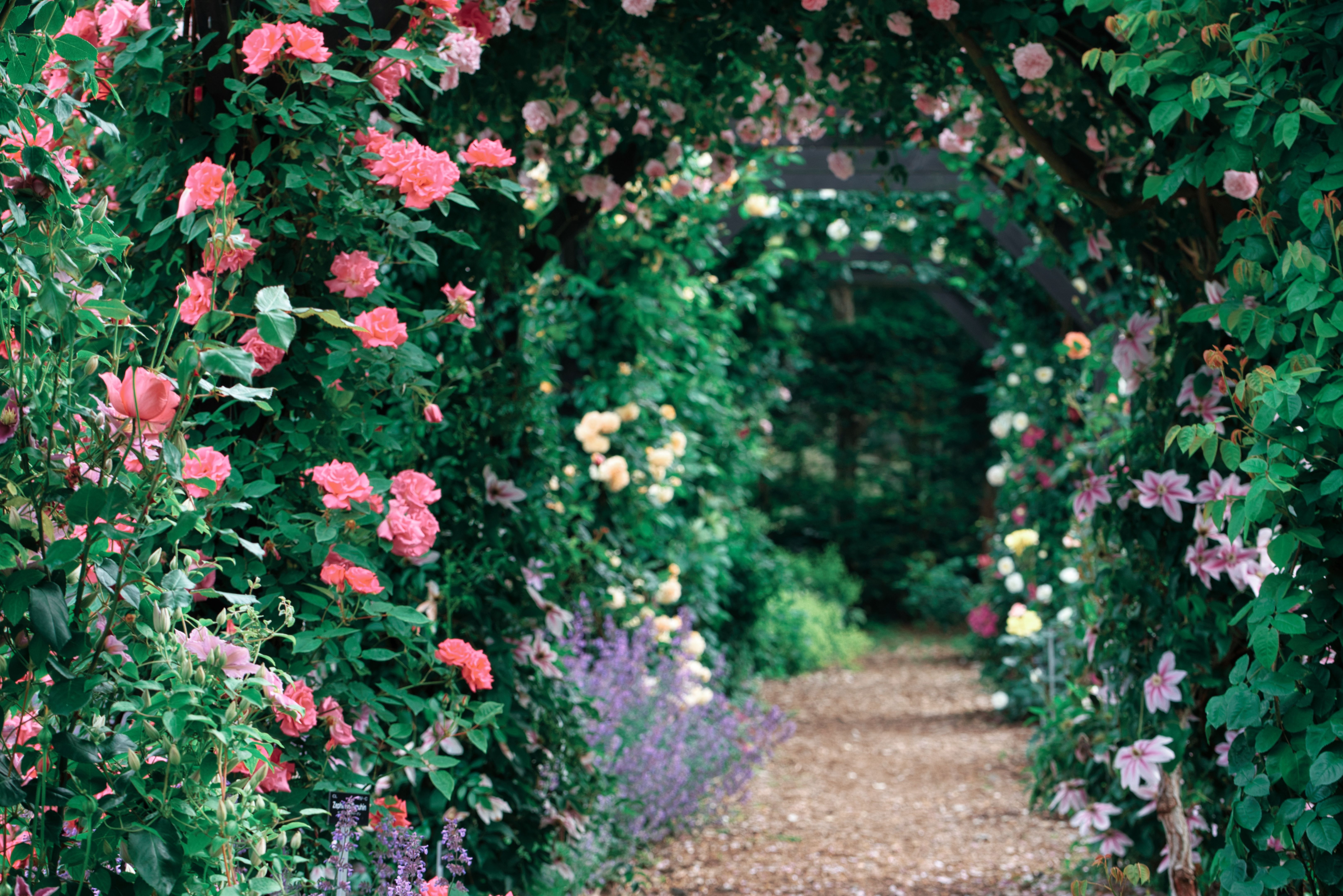 secret garden