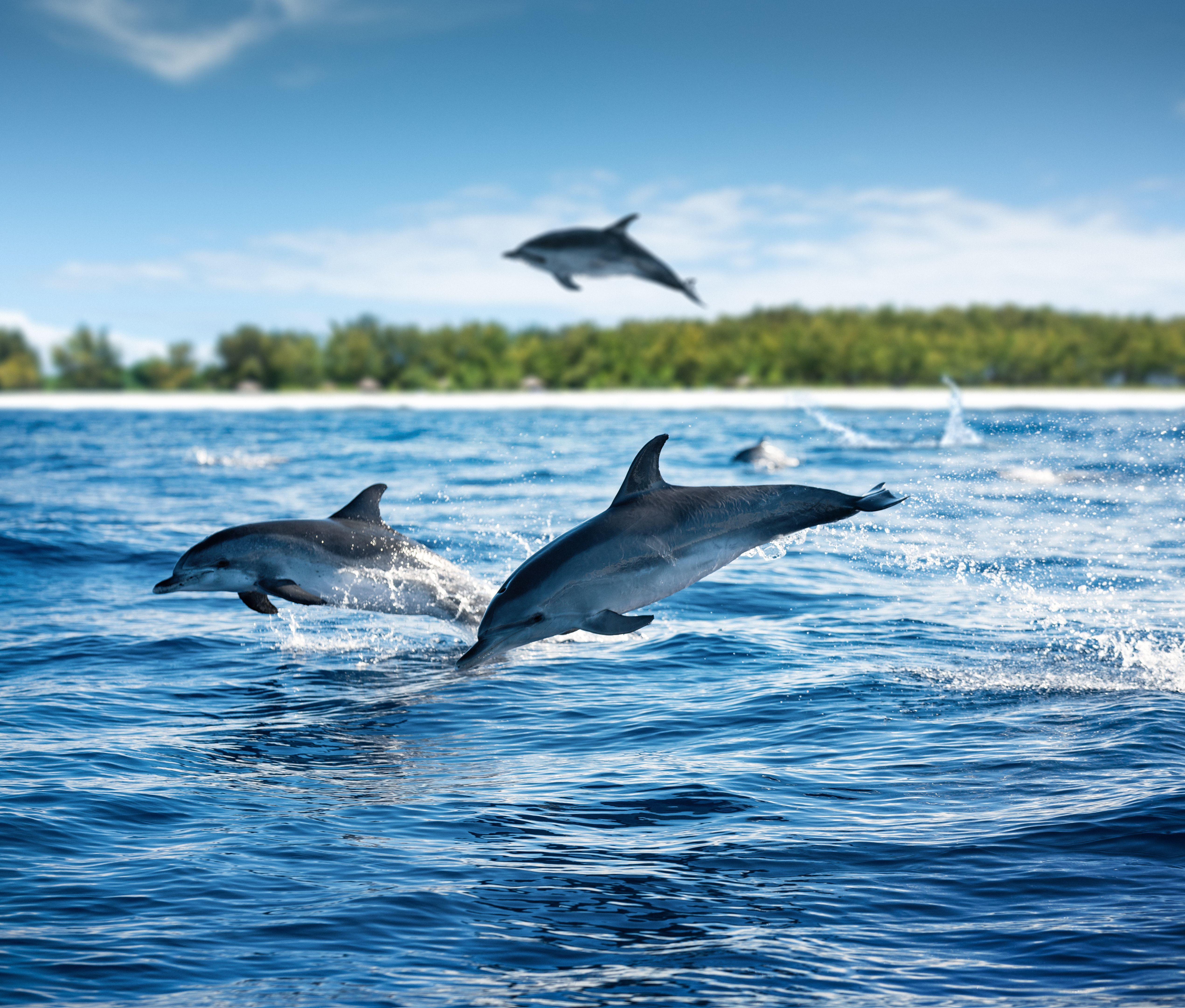 zanzibar marine life